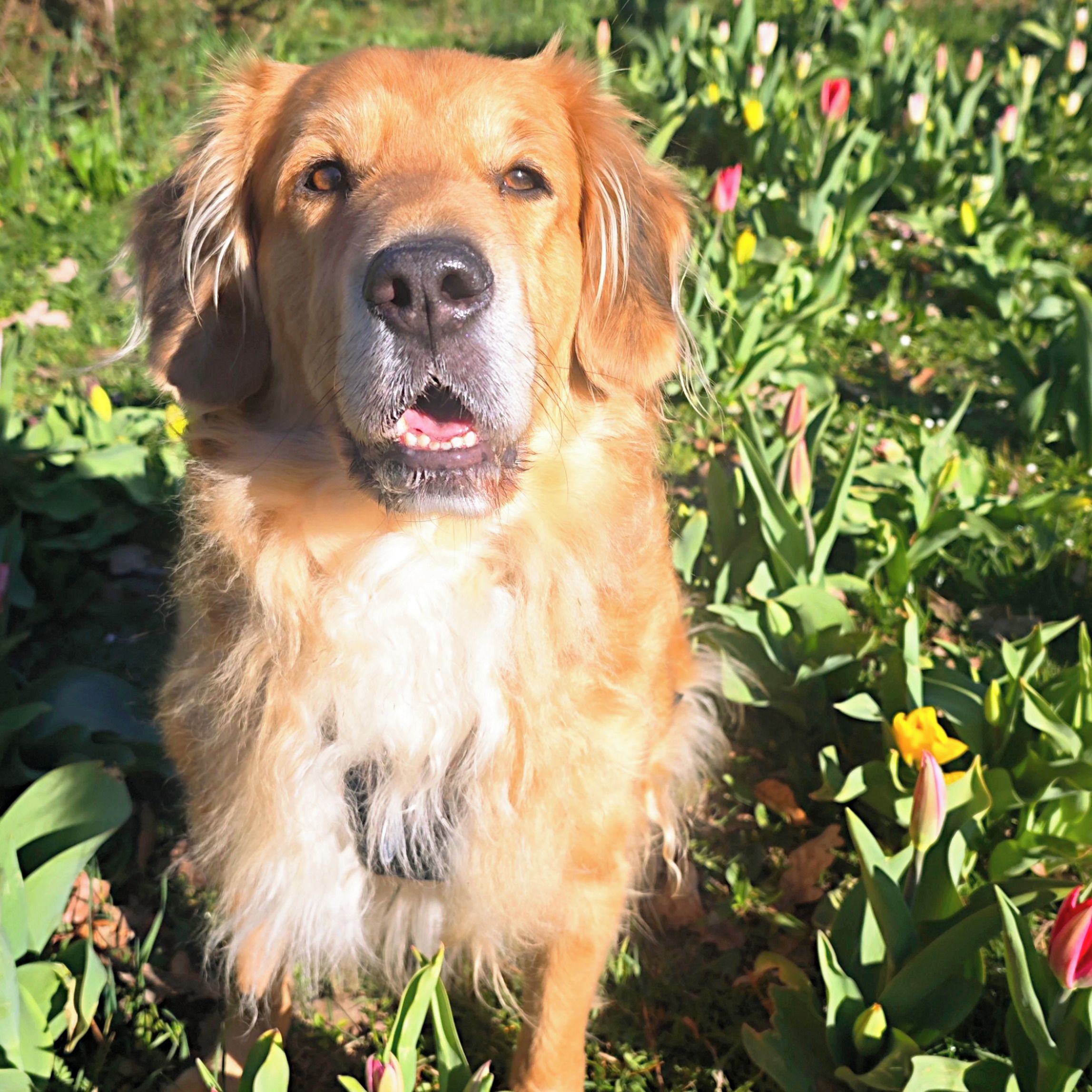 Soutěžní fotografie - Max,  Ostatní