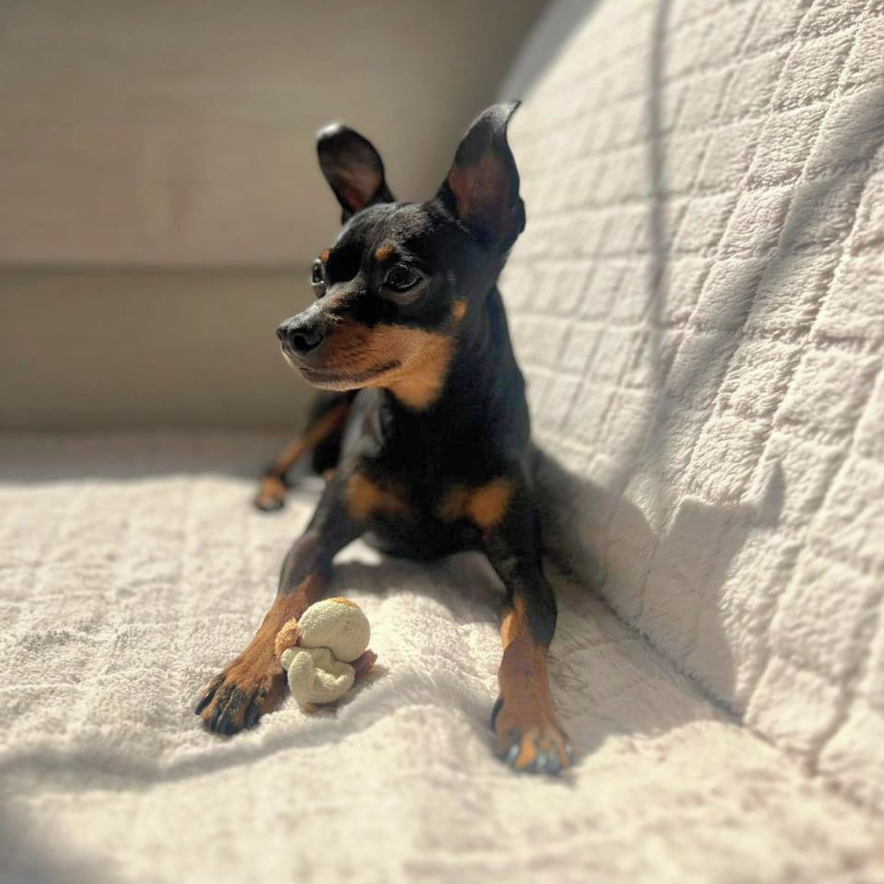 Soutěžní fotografie - Diego,  Pražský krysařík