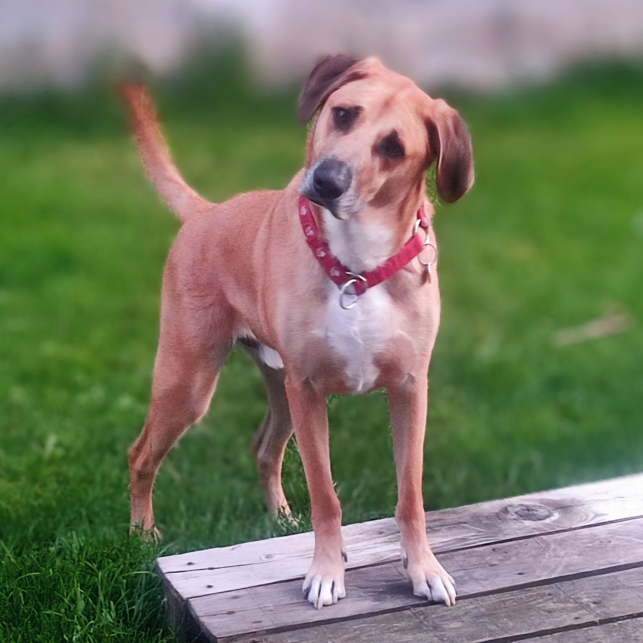 Soutěžní fotografie - Riggs,  Ostatní