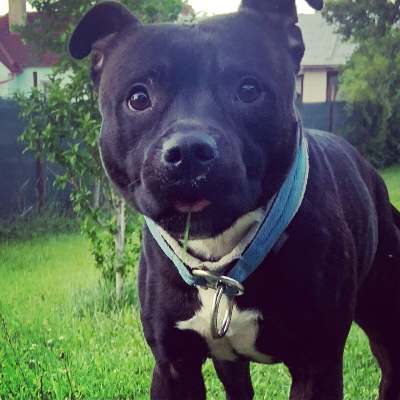 Soutěžní fotografie - Can,  Stafordšírský bullterier