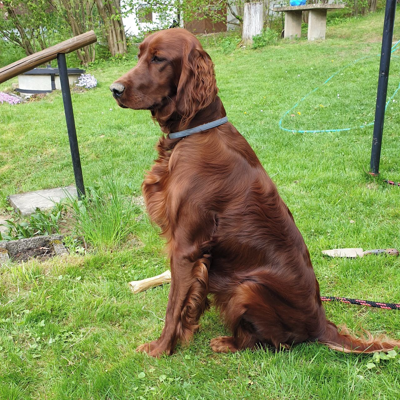 Soutěžní fotografie - Kesinka,  Irský setr