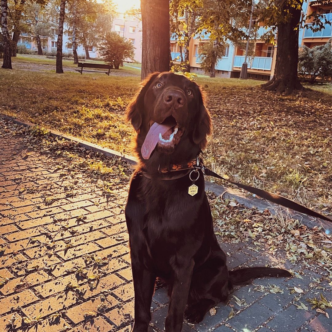 Soutěžní fotografie - Nero,  Flat Coated Retriever