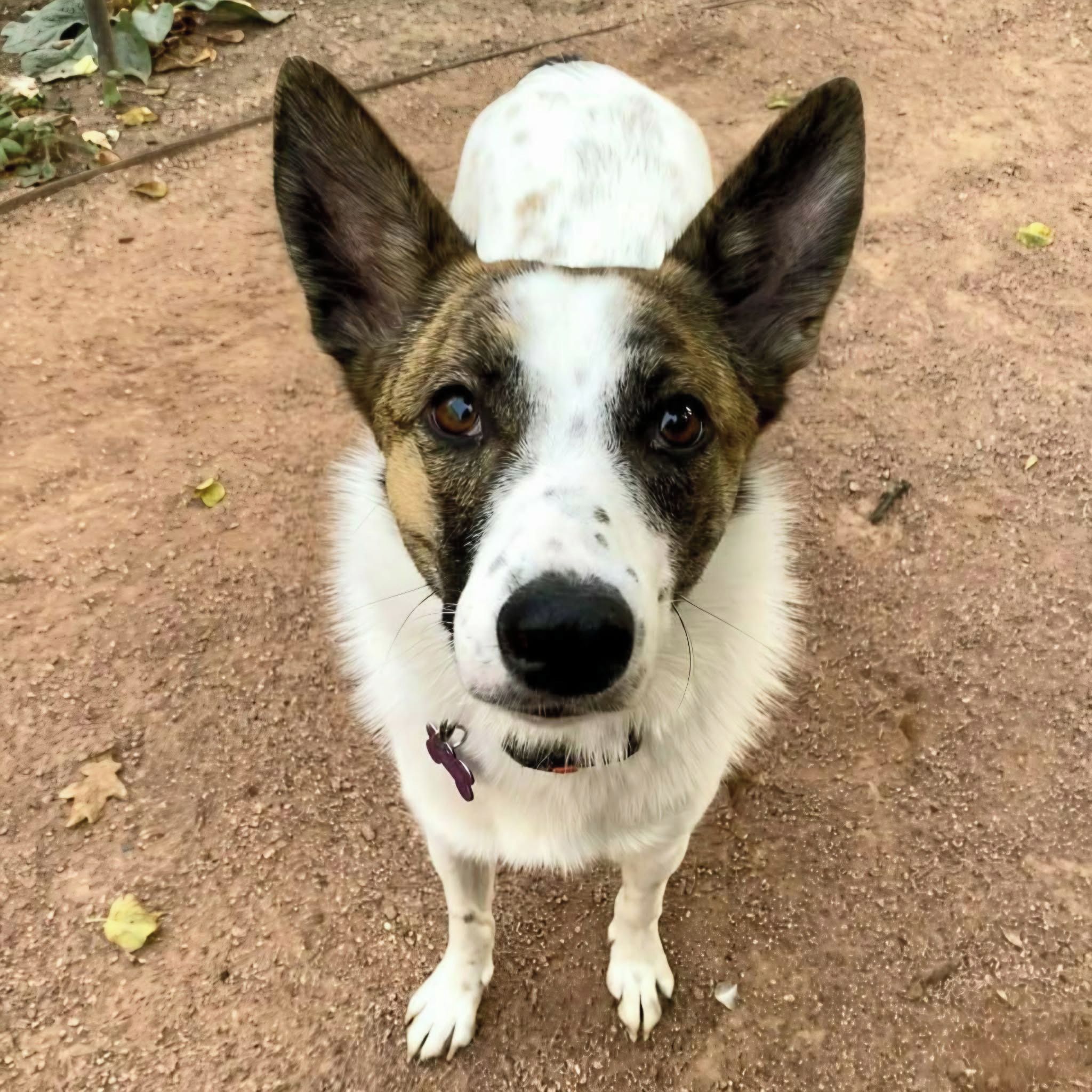 Soutěžní fotografie - Luna,  Ostatní