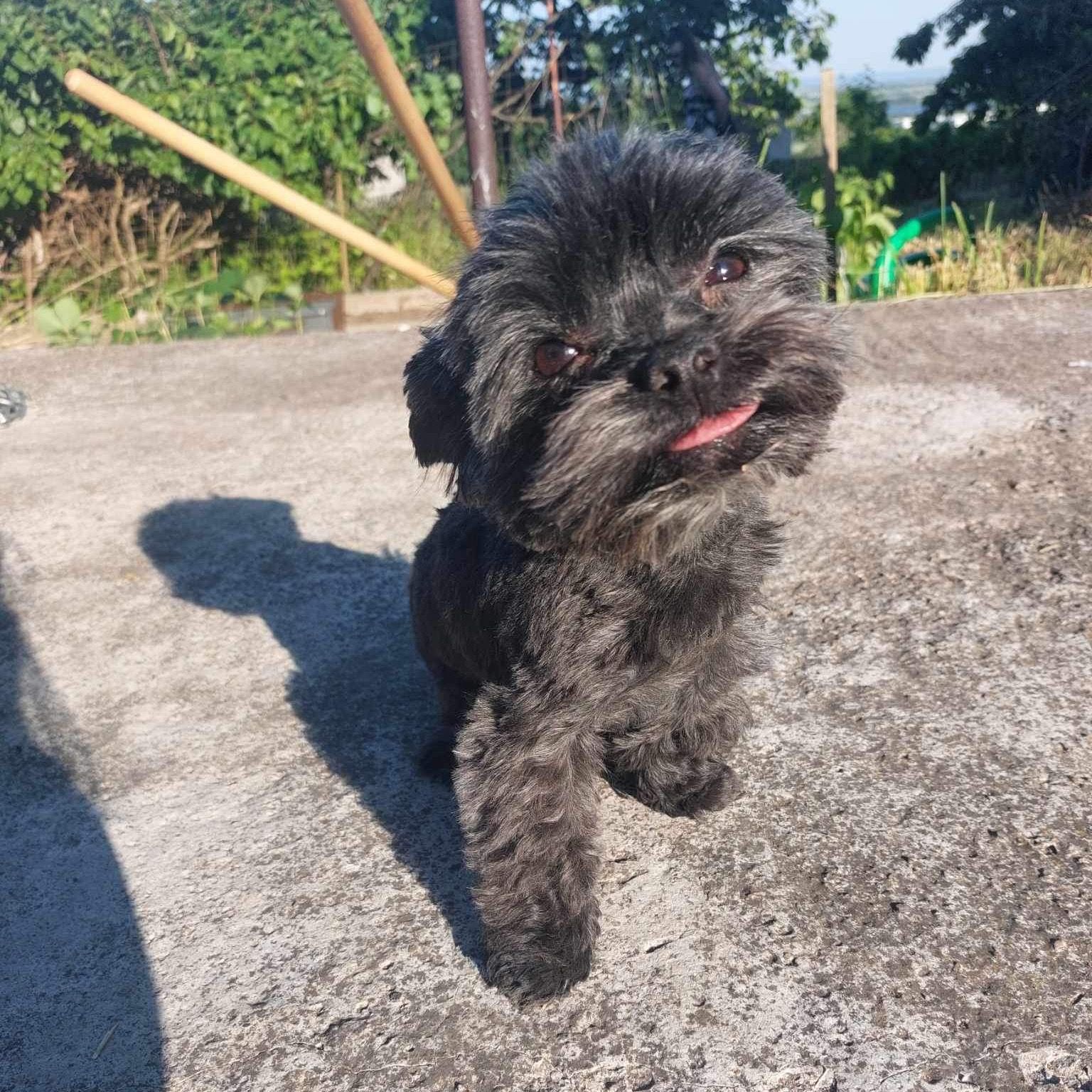 Soutěžní fotografie - Charlie,  Yorkšírský terier
