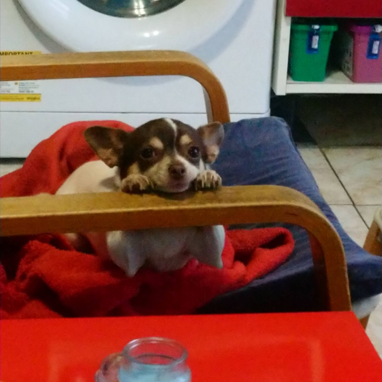 Soutěžní fotografie - Andynka,  Čivava