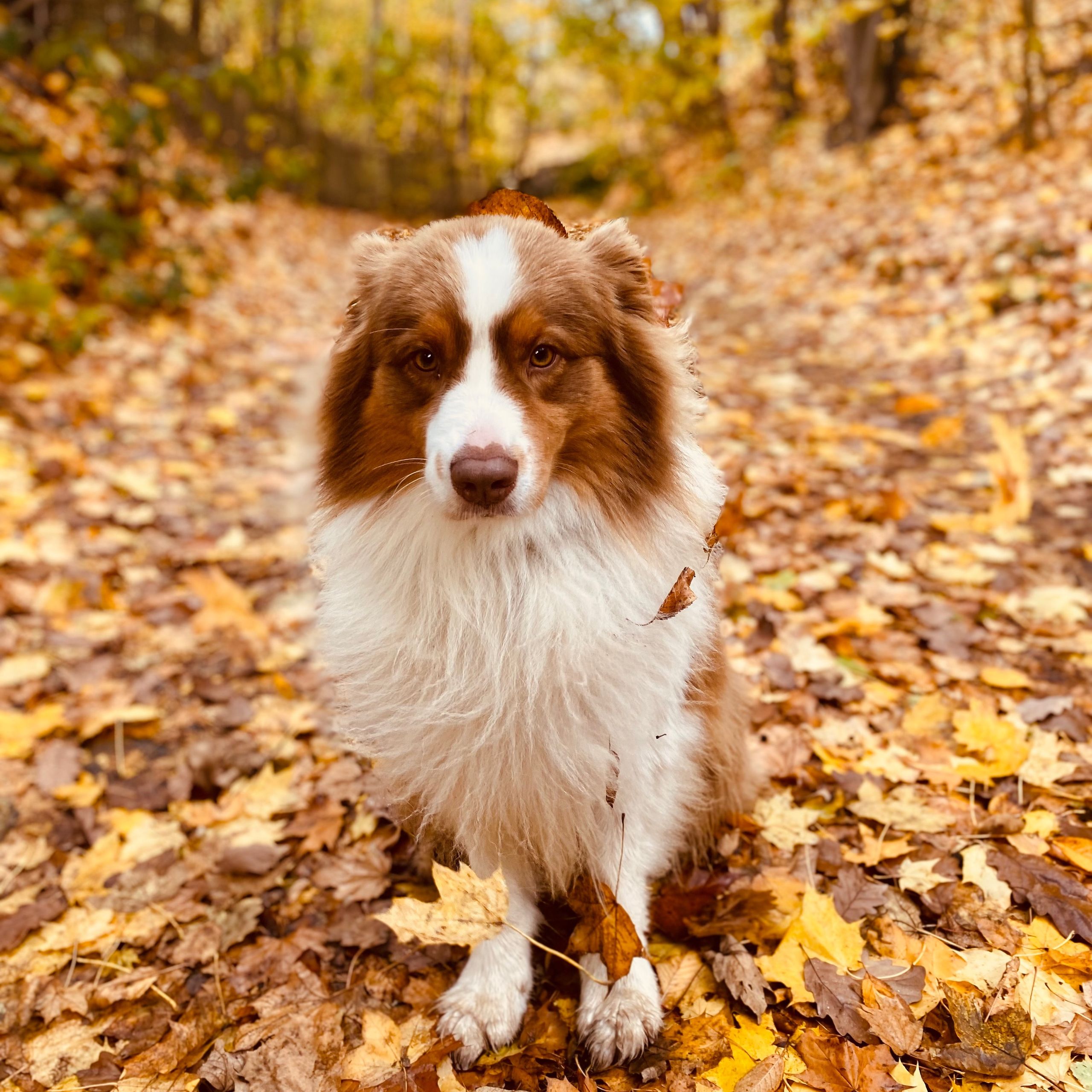 Soutěžní fotografie - Dusty,  Australský ovčák