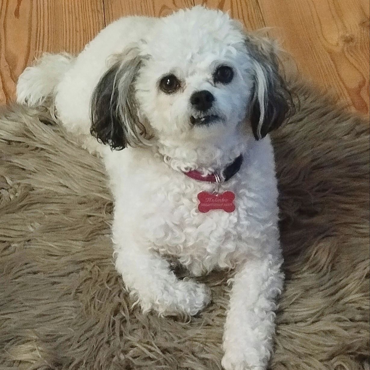 Soutěžní fotografie - Nelinka,  Boloňský psík