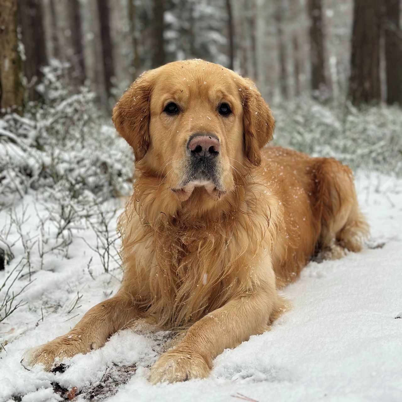 Soutěžní fotografie - Brník,  Zlatý retriever