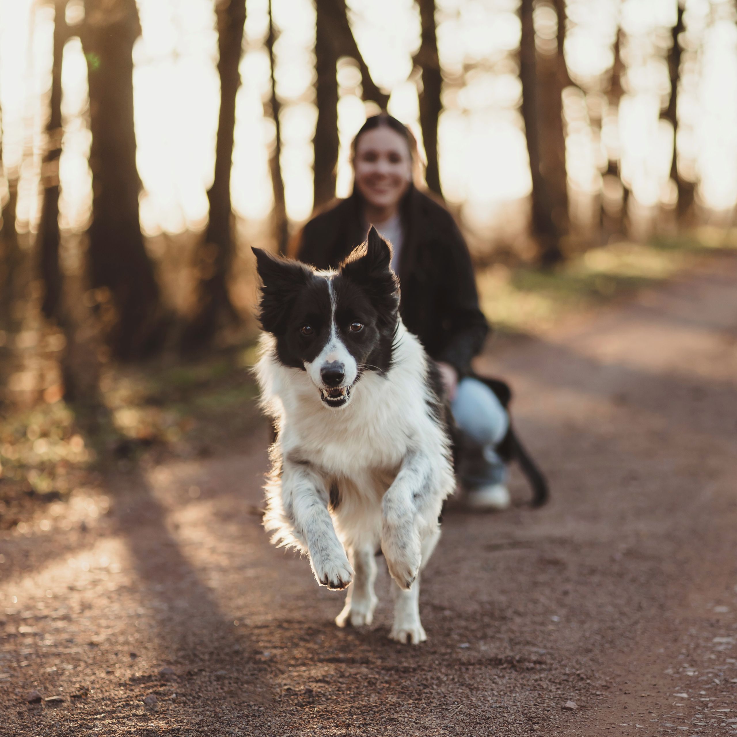 Soutěžní fotografie - Endy,  Border kolie