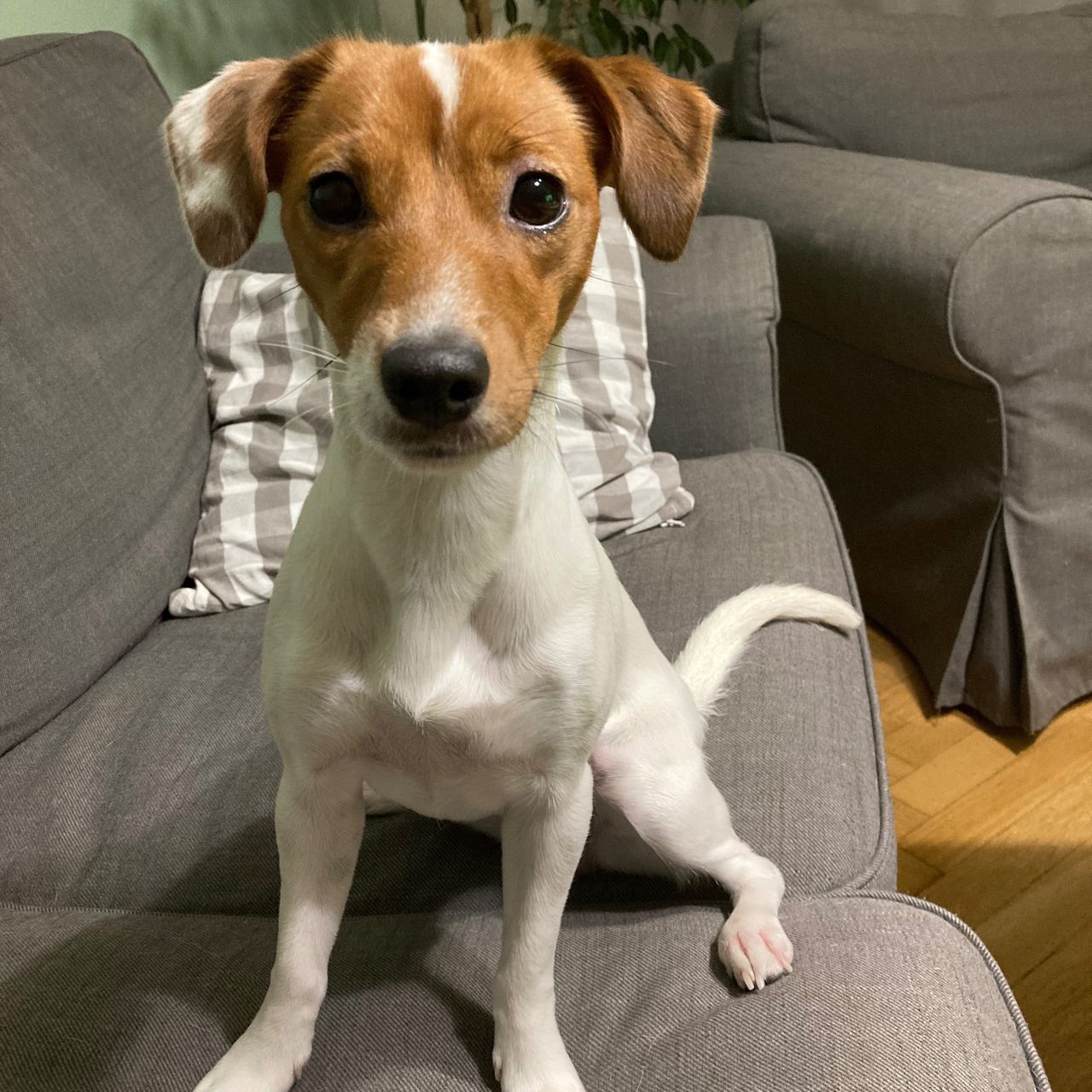 Soutěžní fotografie - Abby,  Parson Russell Teriér