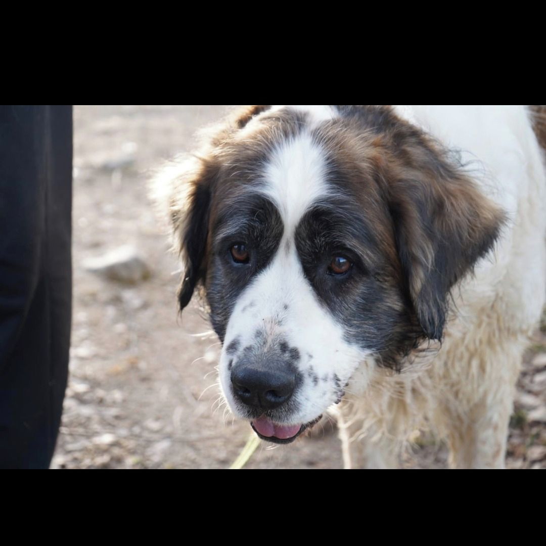 Soutěžní fotografie - Amy,  Moskevský strážní pes