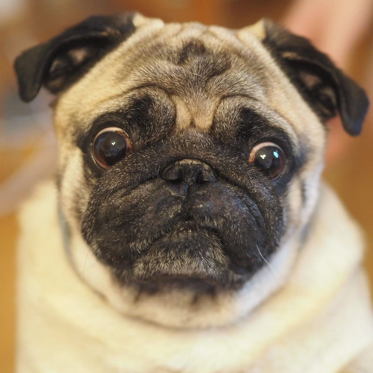 Soutěžní fotografie - Hugo,  Mops