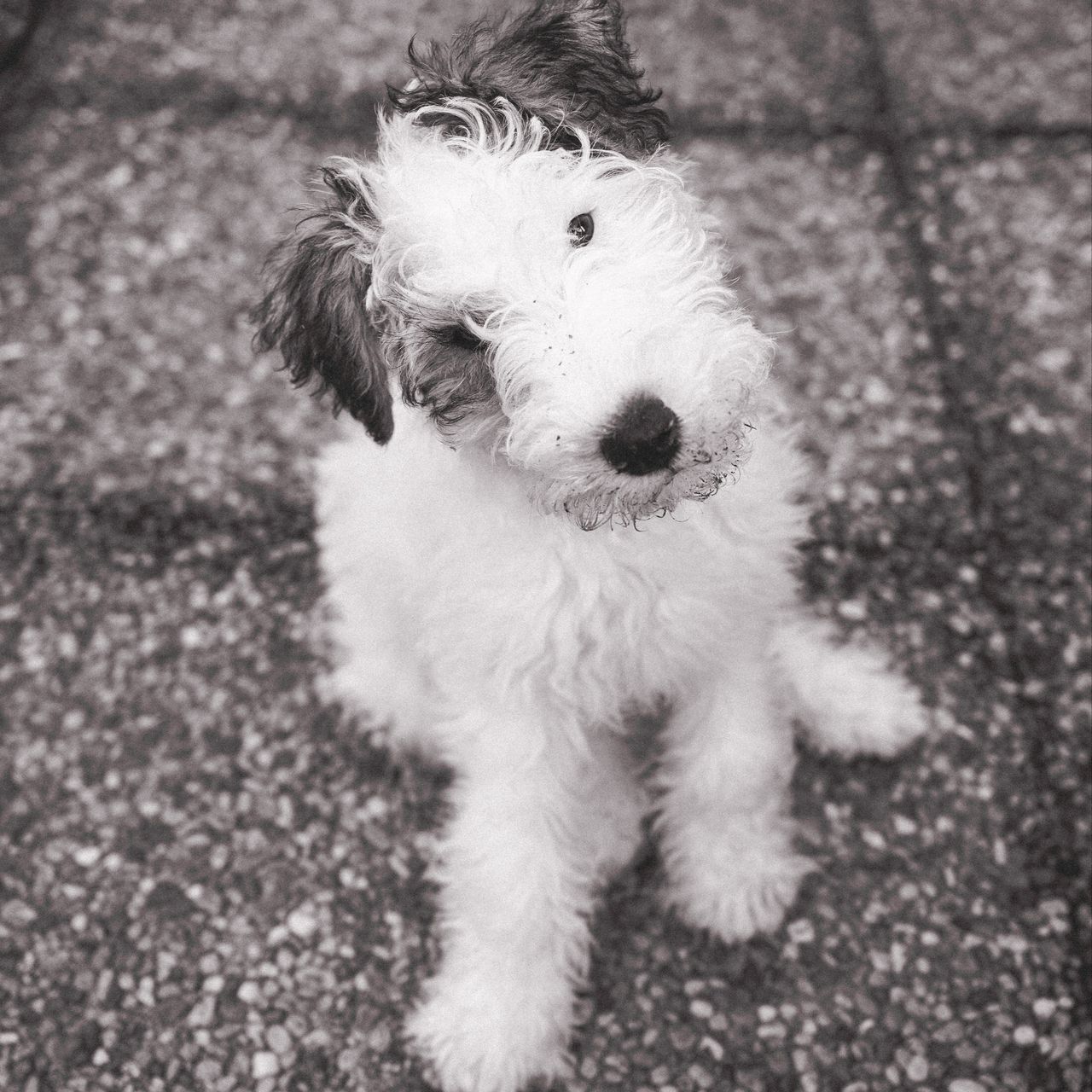 Soutěžní fotografie - Albi,  Foxterier drsnosrstý