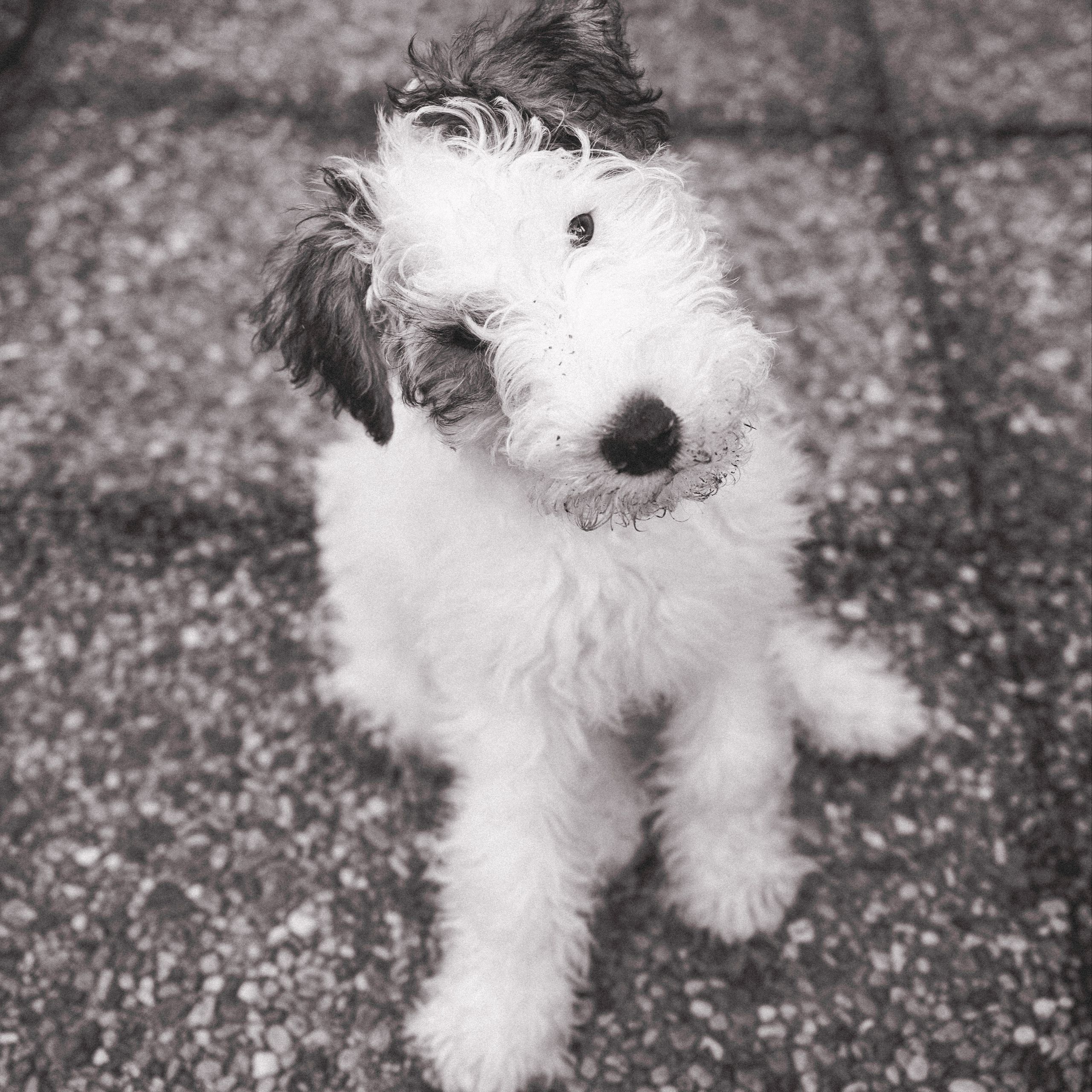 Soutěžní fotografie - Albi,  Foxterier drsnosrstý