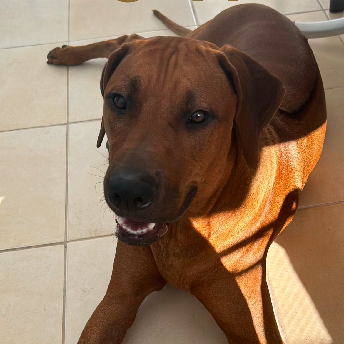 Soutěžní fotografie - Rasty,  Rhodéský ridgeback