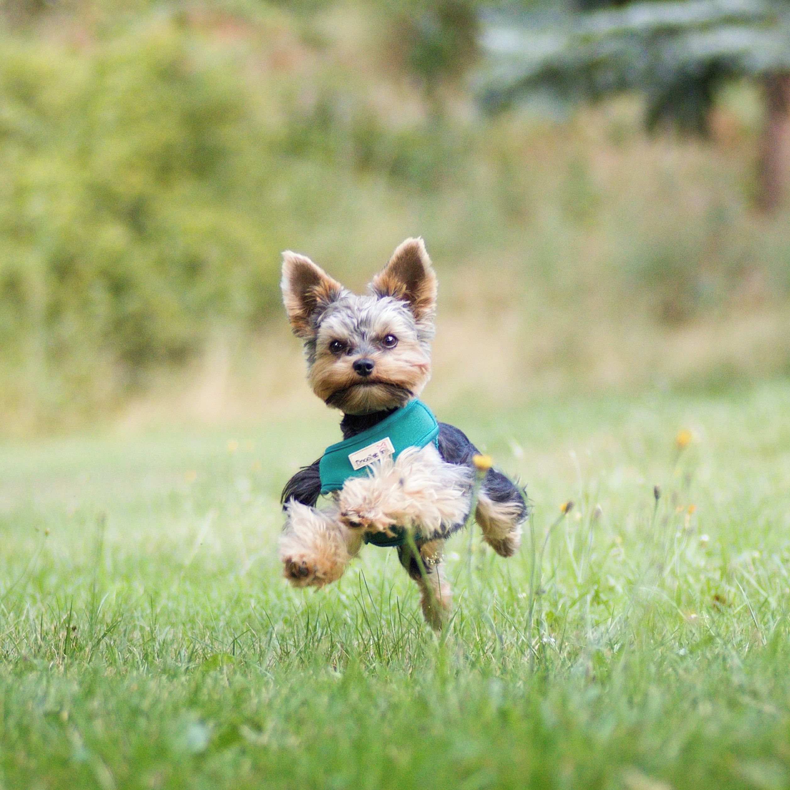 Soutěžní fotografie - Jerry,  Yorkšírský terier