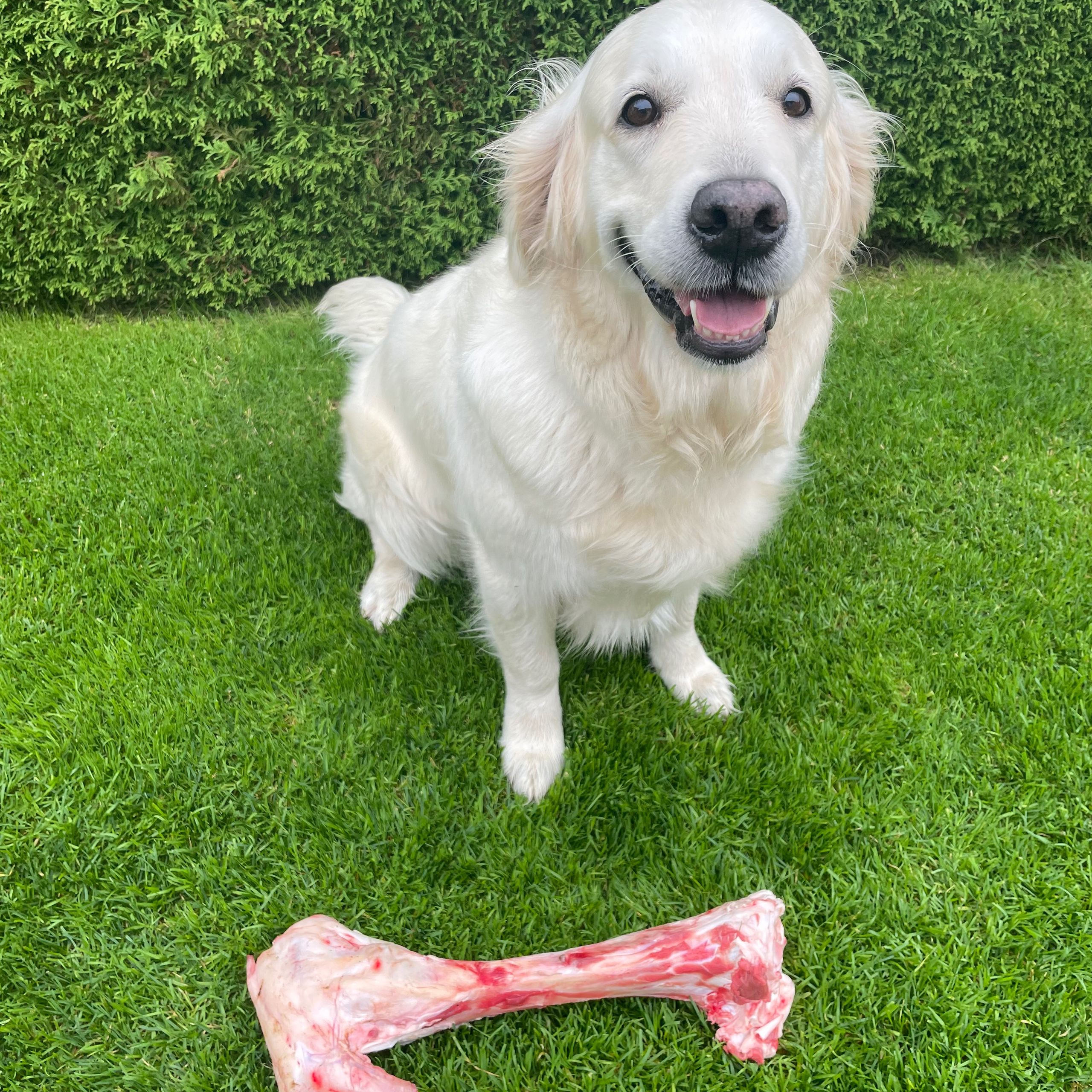 Soutěžní fotografie - Destiny,  Zlatý retriever