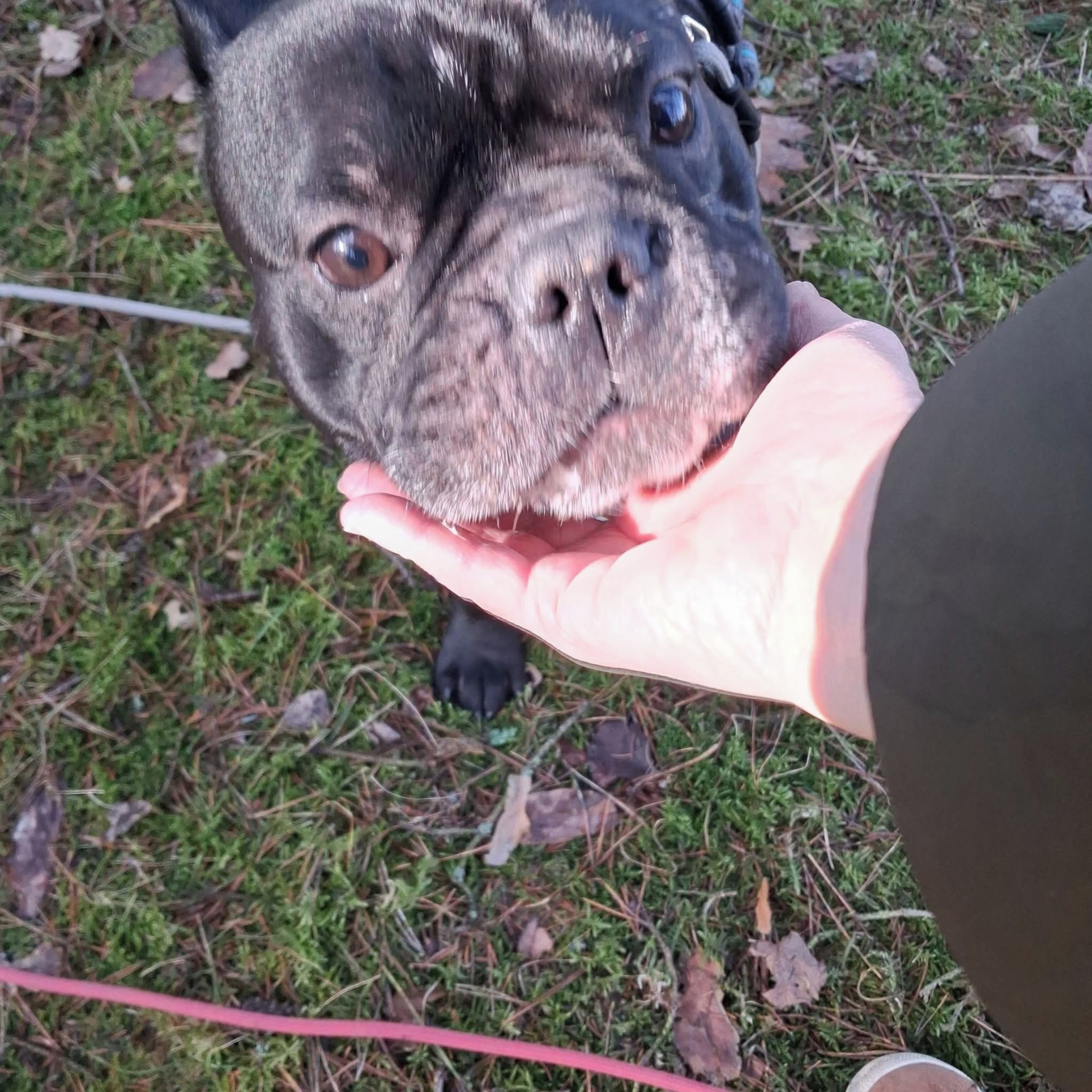 Soutěžní fotografie - Persí,  Francouzský buldoček