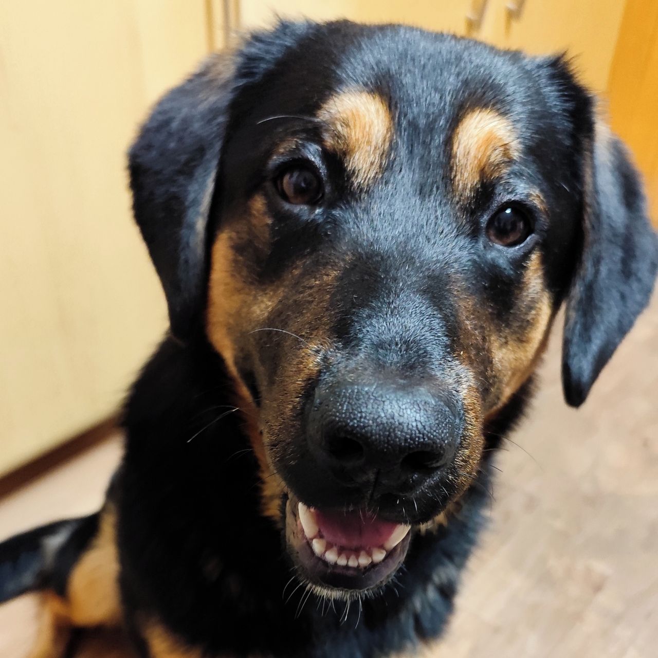 Soutěžní fotografie - Scooby,  Ostatní