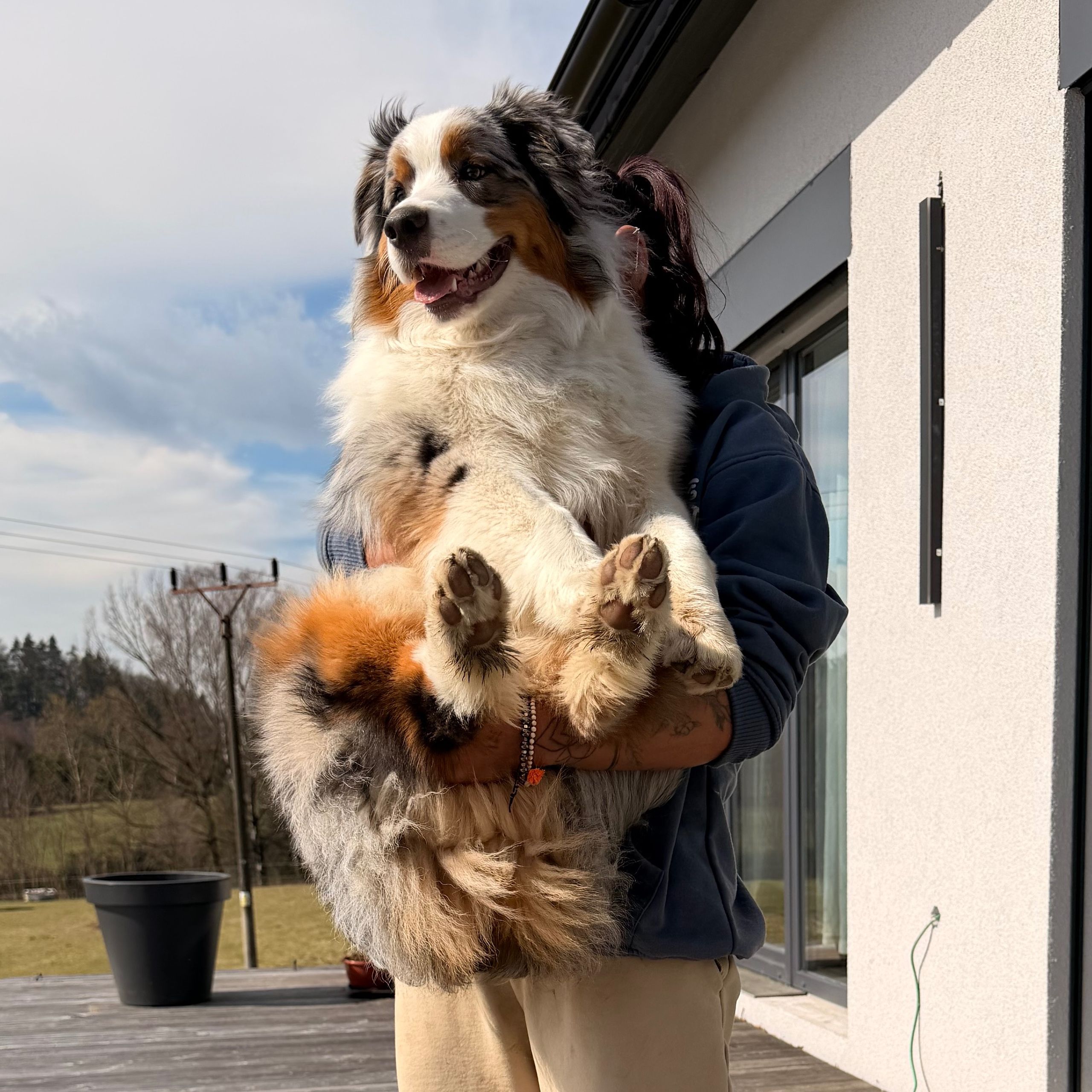 Soutěžní fotografie - Teddy,  Australský ovčák