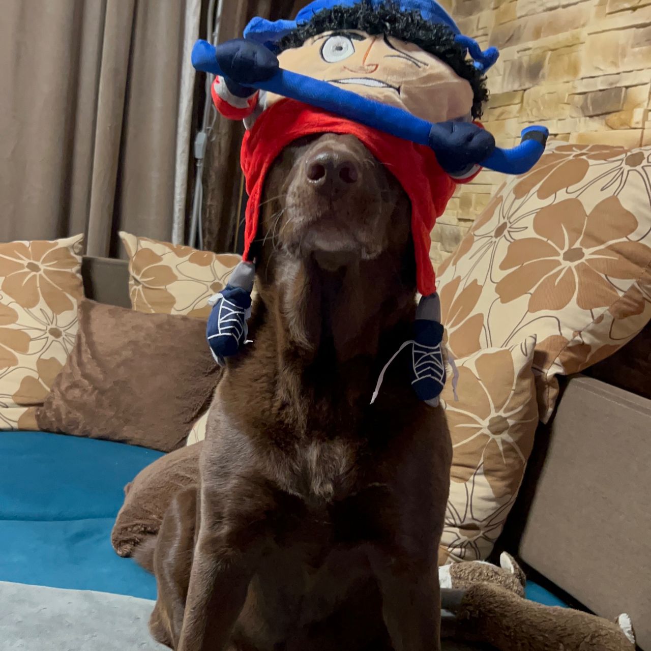 Soutěžní fotografie - Daisy,  Labradorský retriever