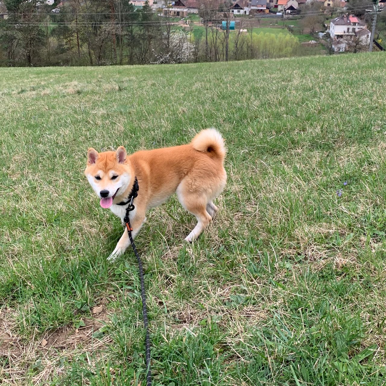 Soutěžní fotografie - Sakito,  Shiba