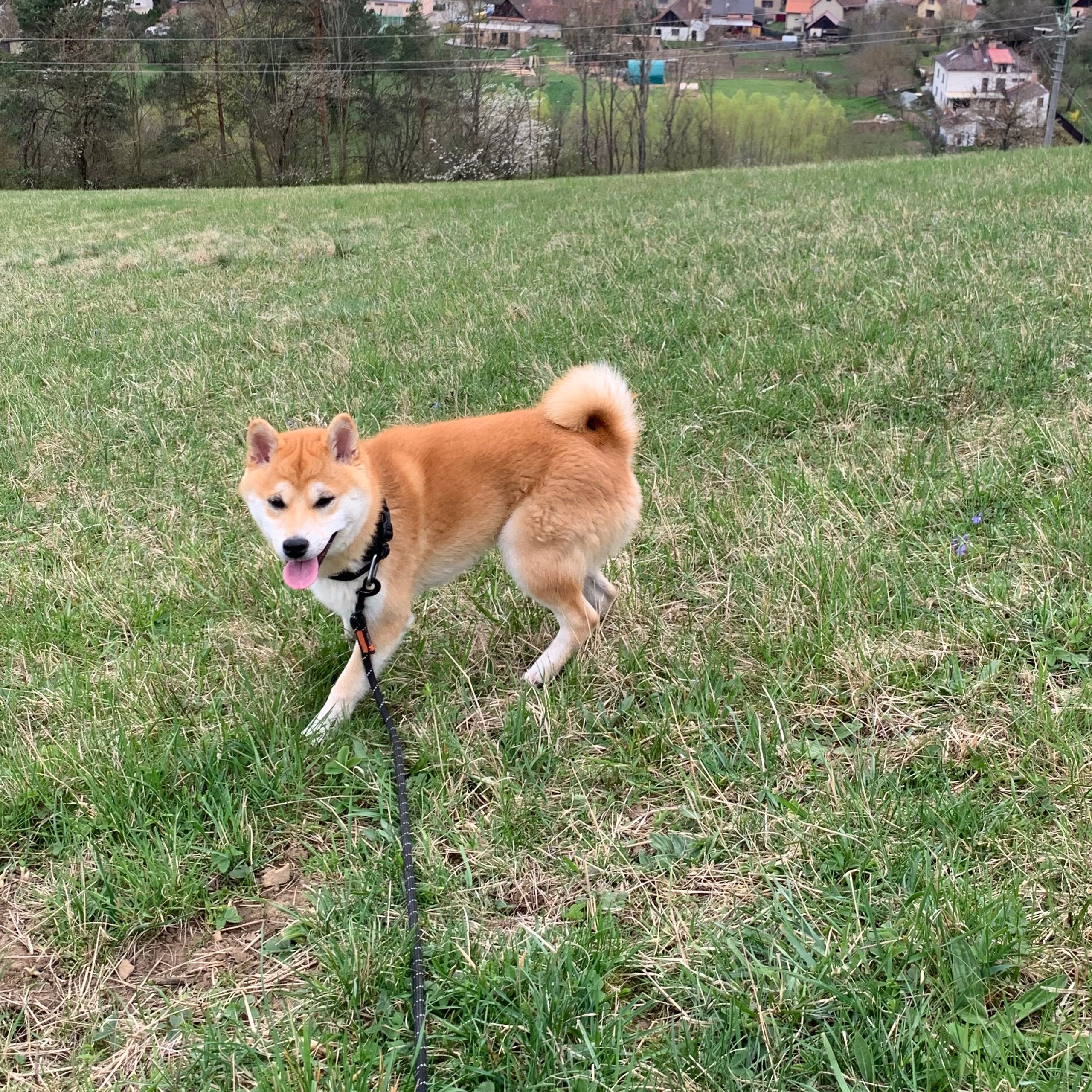 Soutěžní fotografie - Sakito,  Shiba