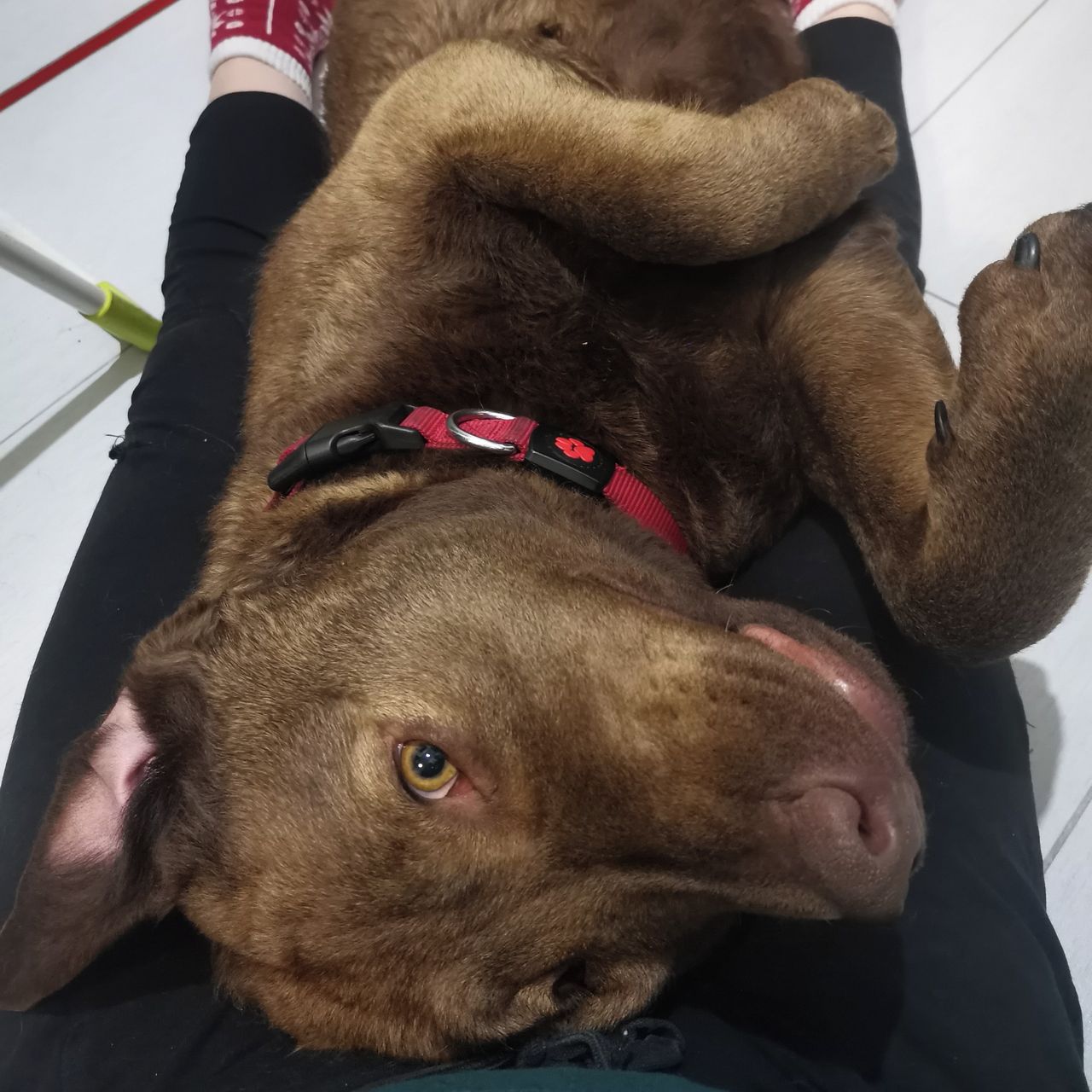 Soutěžní fotografie - Kesi,  Chesapeake Bay Retriever