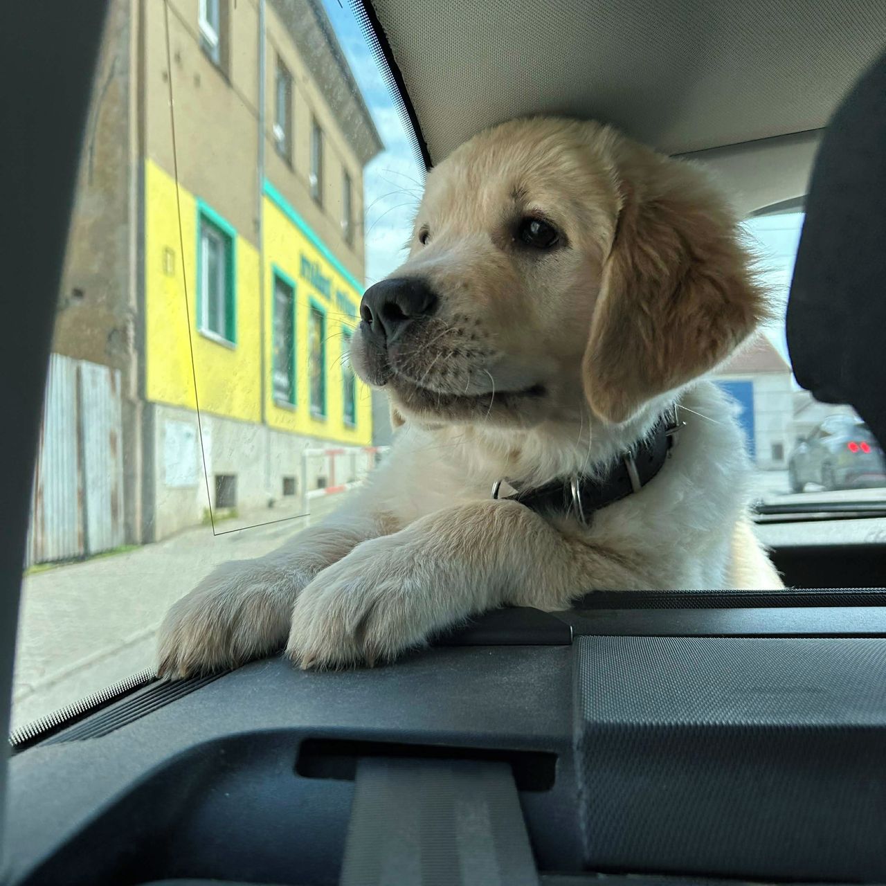 Soutěžní fotografie - Argo,  Zlatý retriever