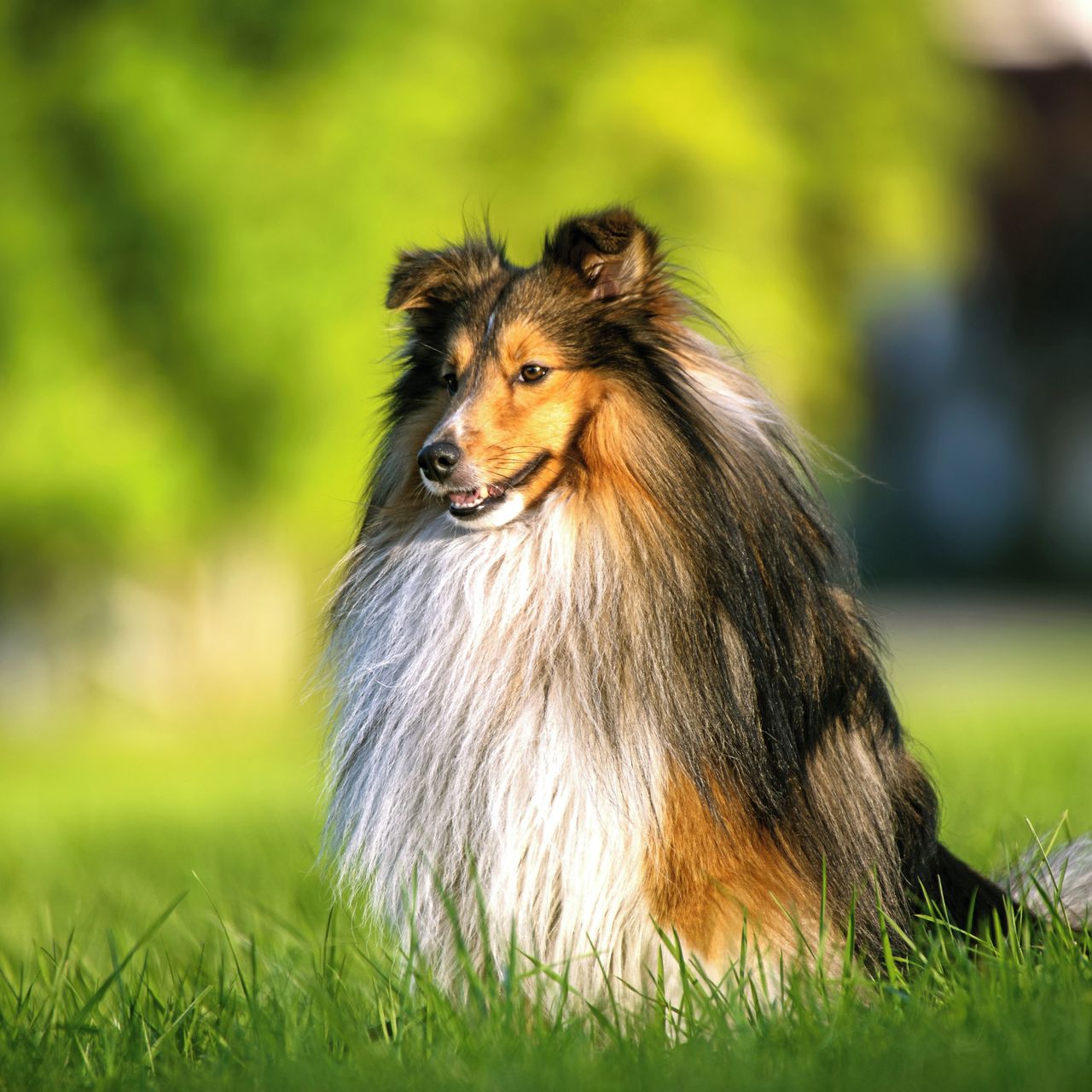 Soutěžní fotografie - Monty,  Sheltie