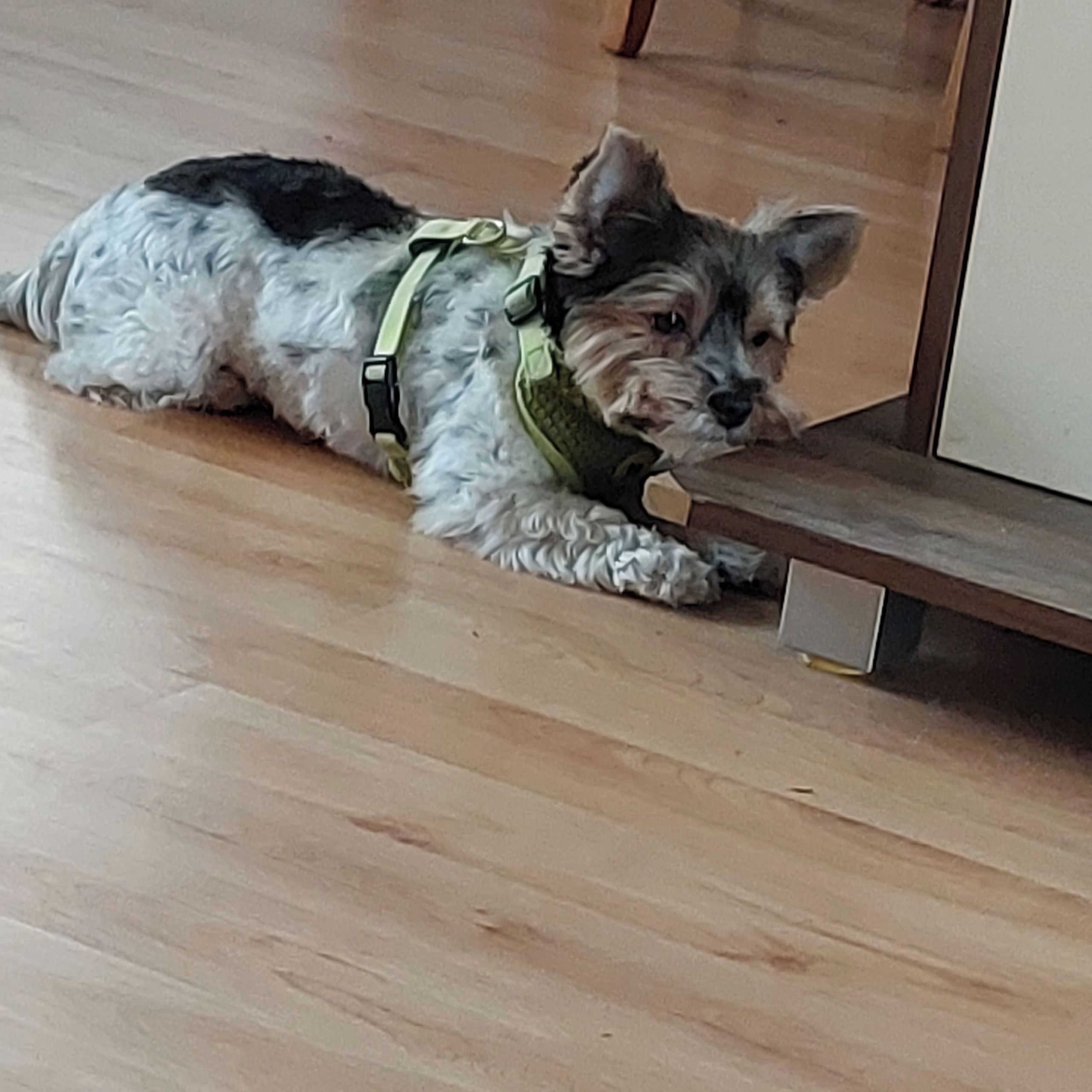 Soutěžní fotografie - Moja,  Yorkšírský terier