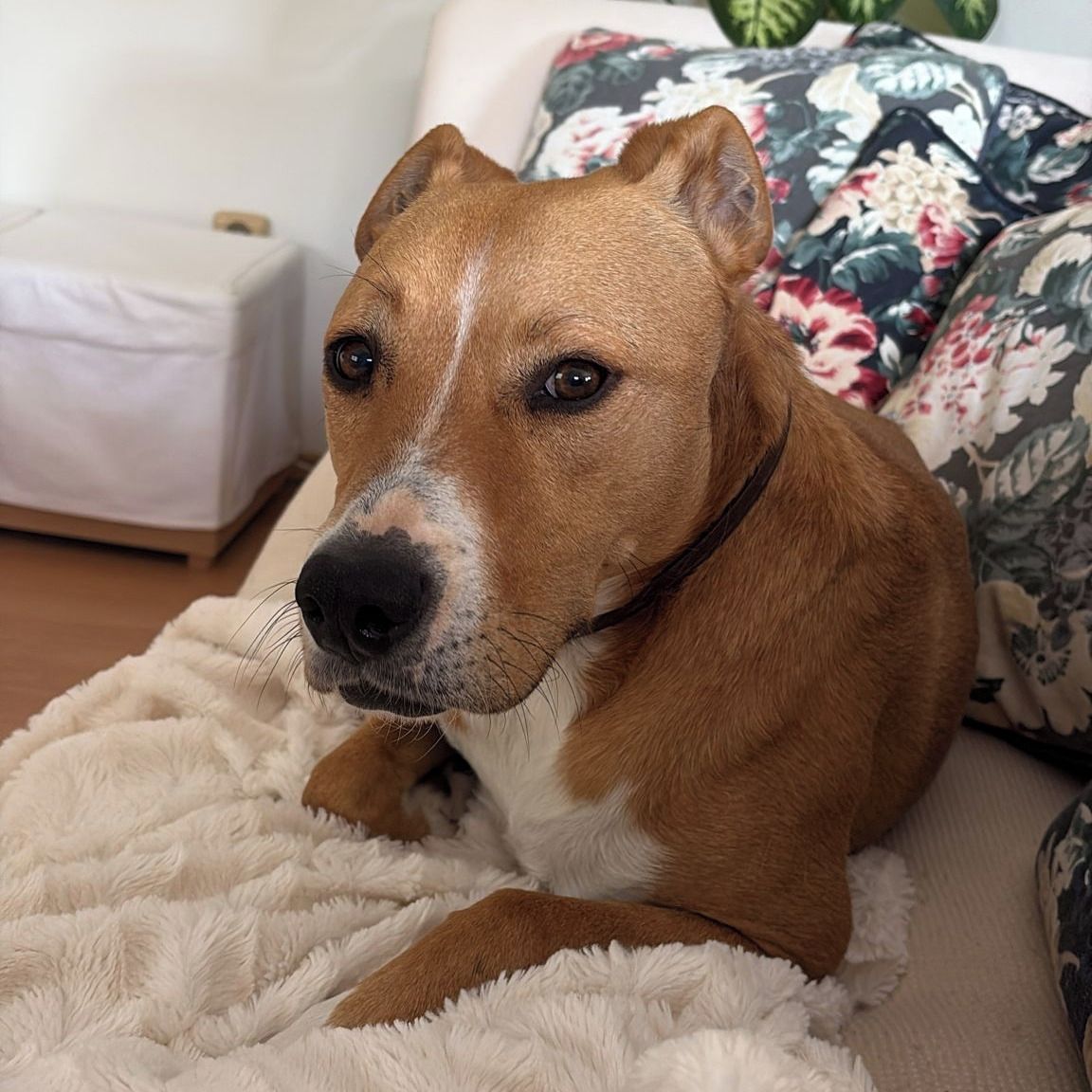 Soutěžní fotografie - Django,  Americký stafordširský terier