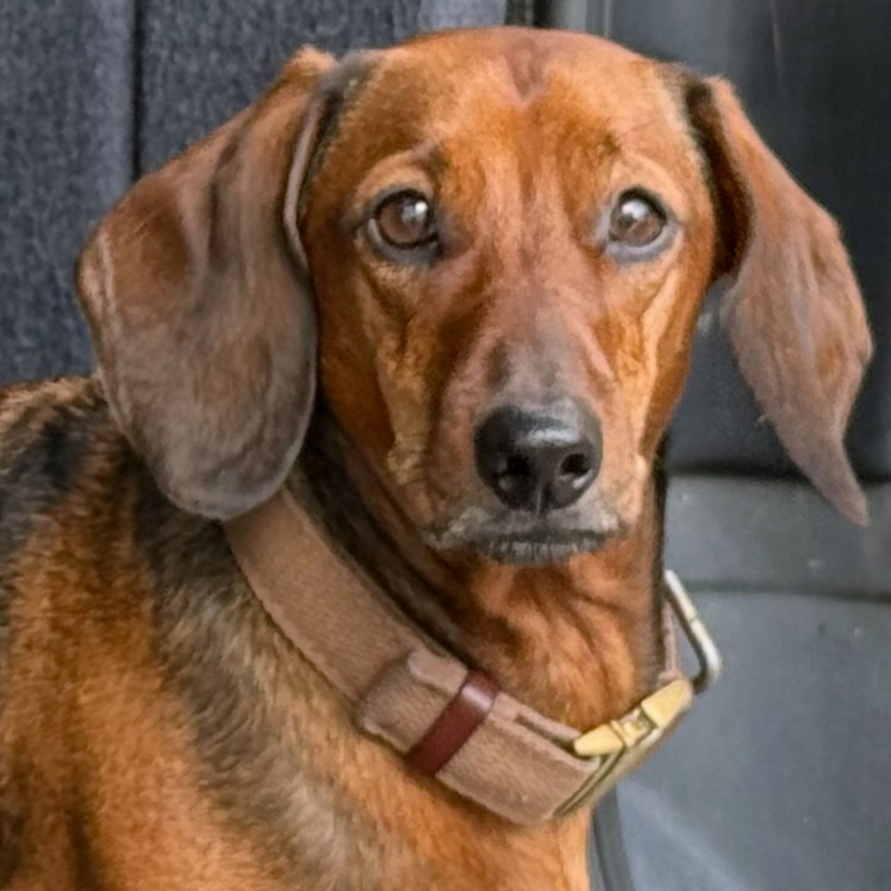 Soutěžní fotografie - Čip,  Jezevčík