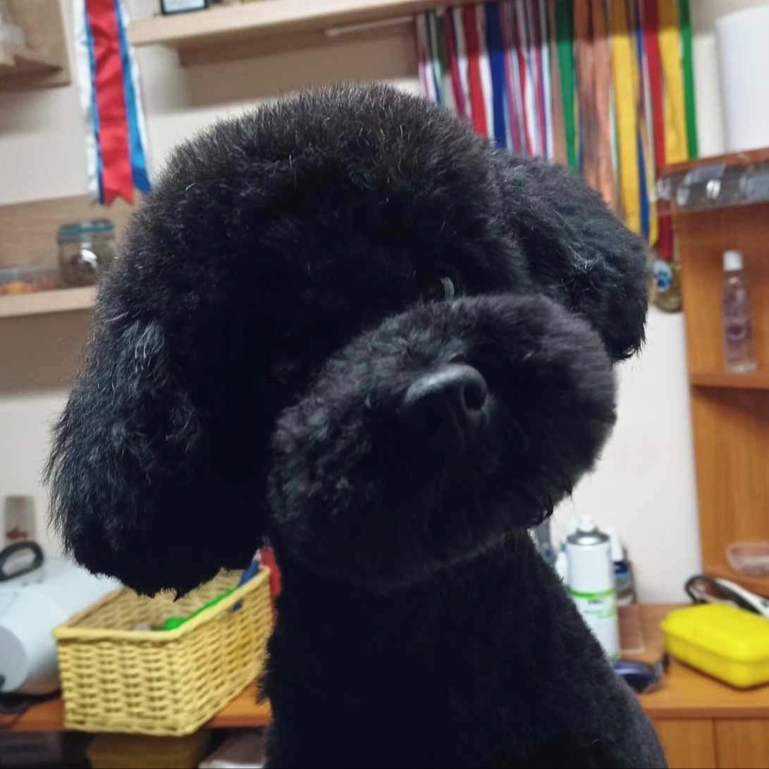 Soutěžní fotografie - Sally,  Pudl