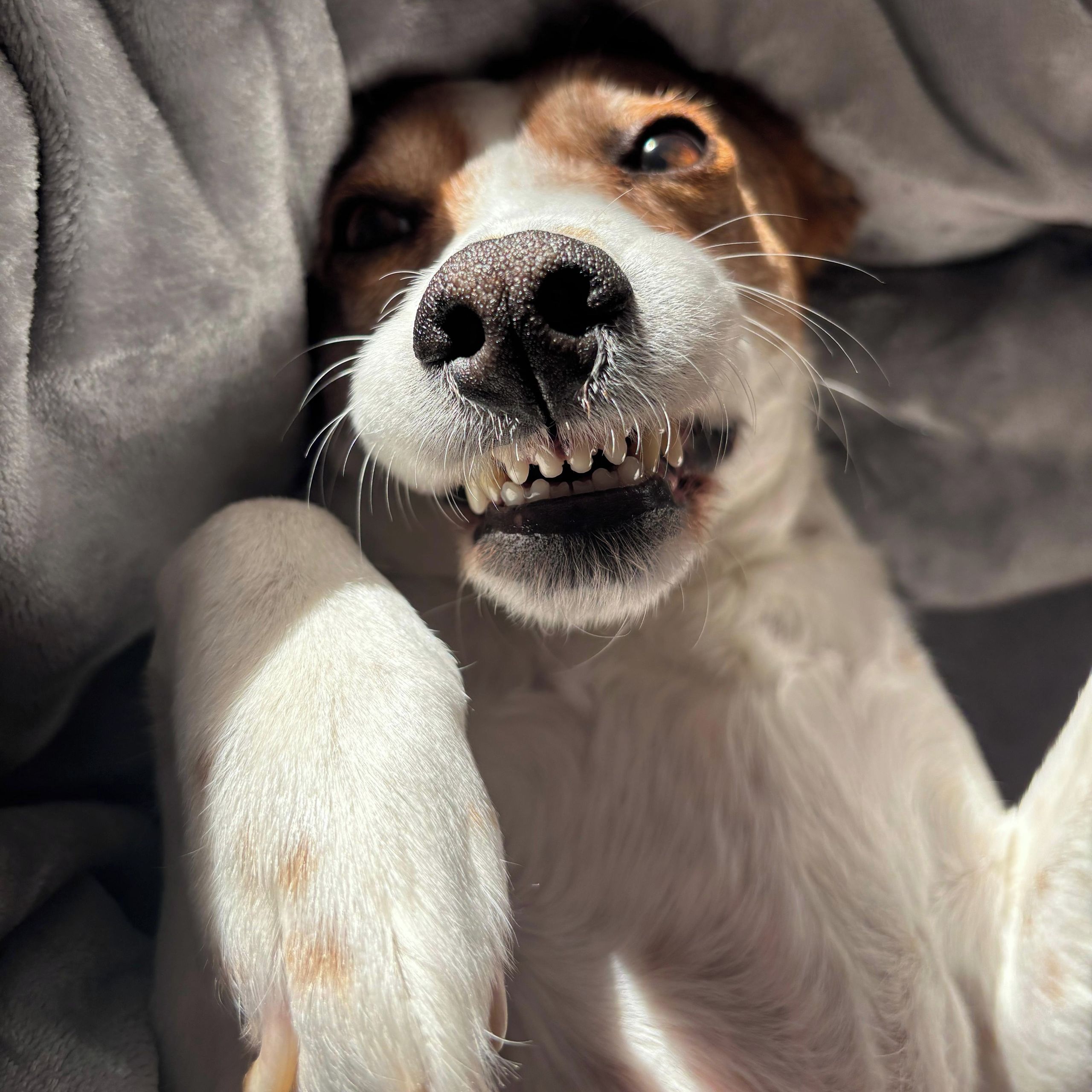 Soutěžní fotografie - Jess,  Beagle