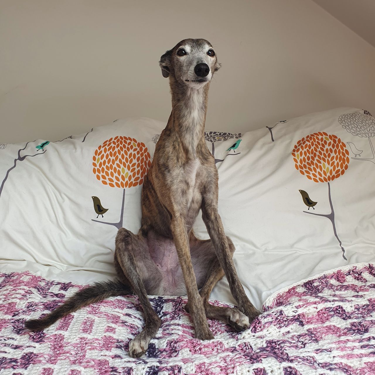 Soutěžní fotografie - Jazz,  Whippet
