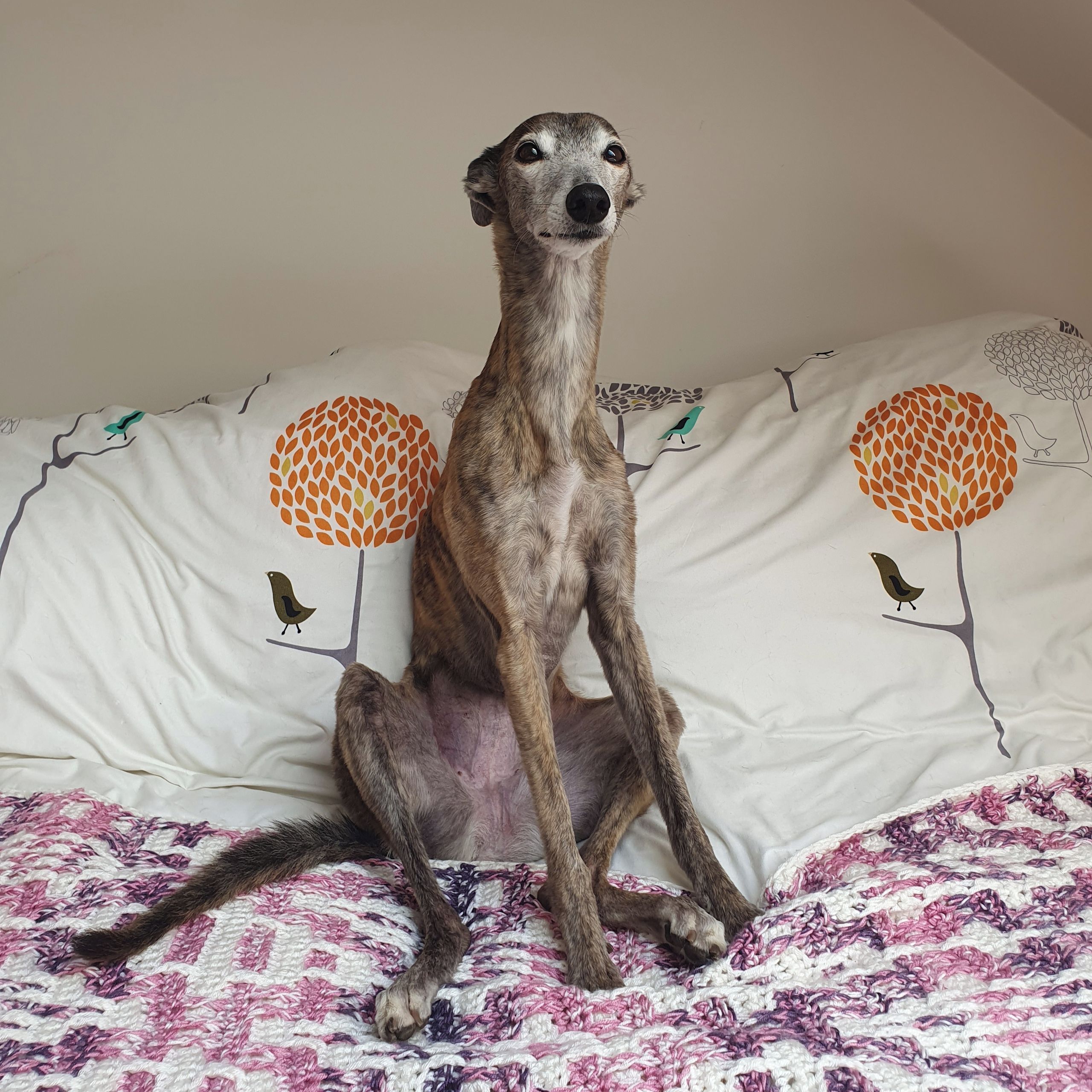 Soutěžní fotografie - Jazz,  Whippet