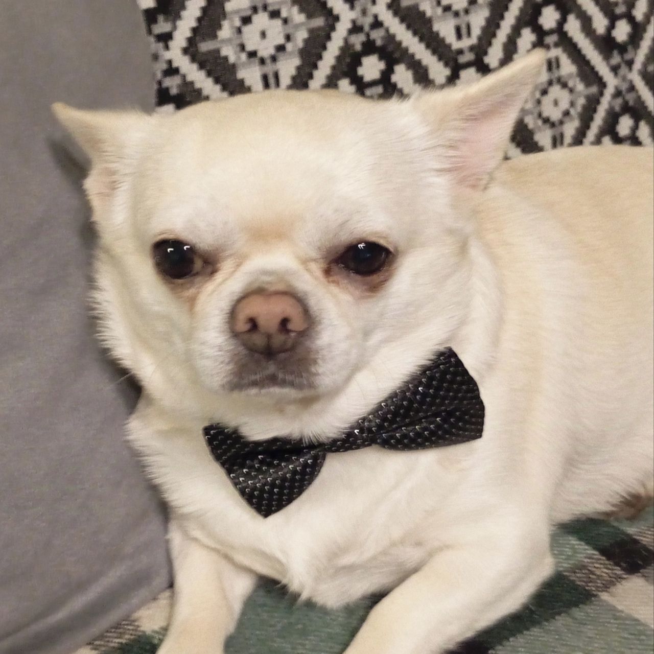 Soutěžní fotografie - Dzasy,  Čivava