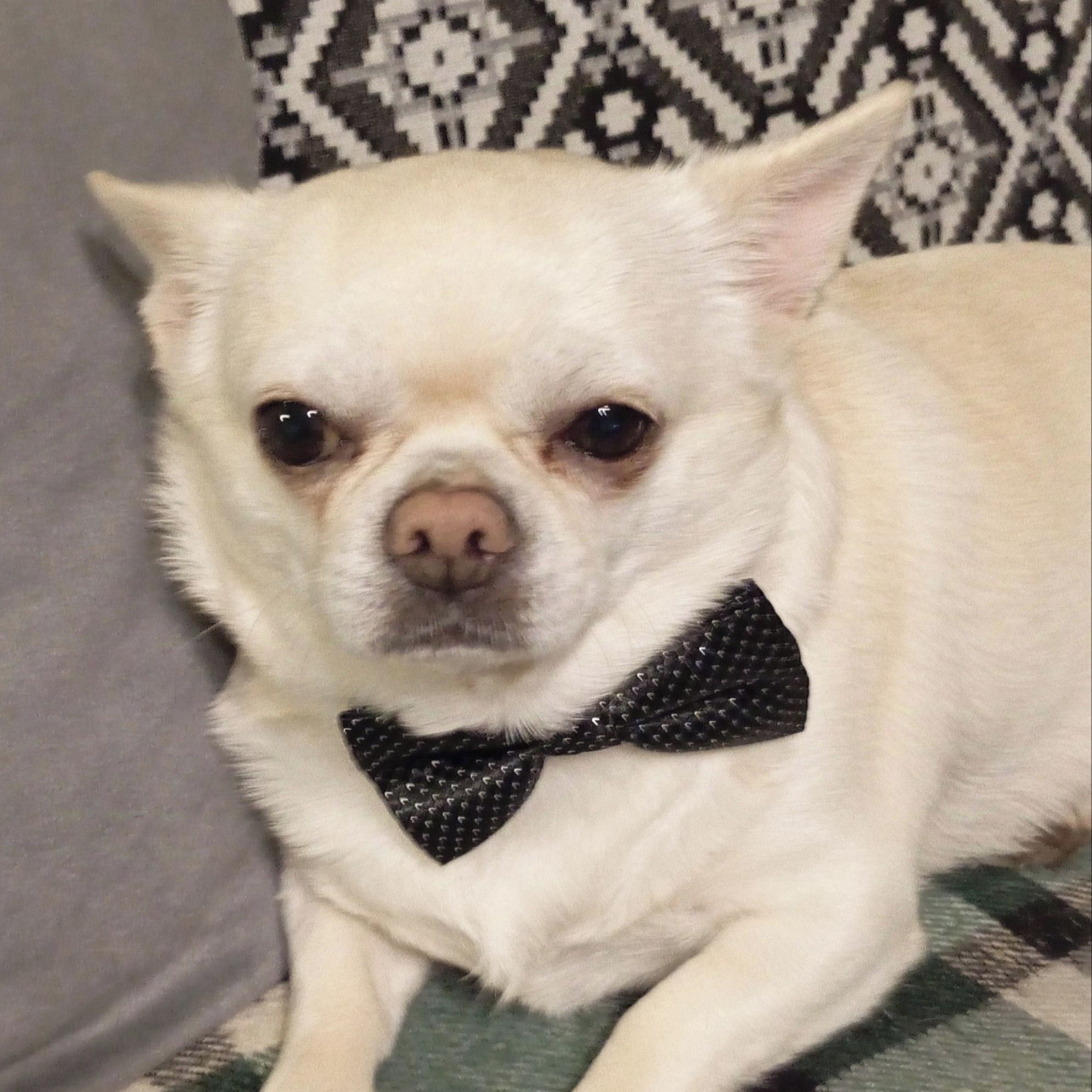 Soutěžní fotografie - Dzasy,  Čivava