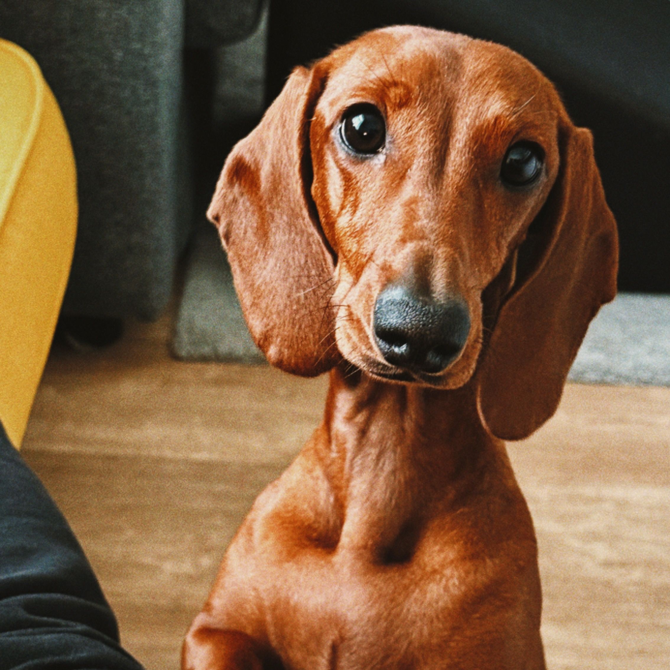 Soutěžní fotografie - Brixie,  Jezevčík