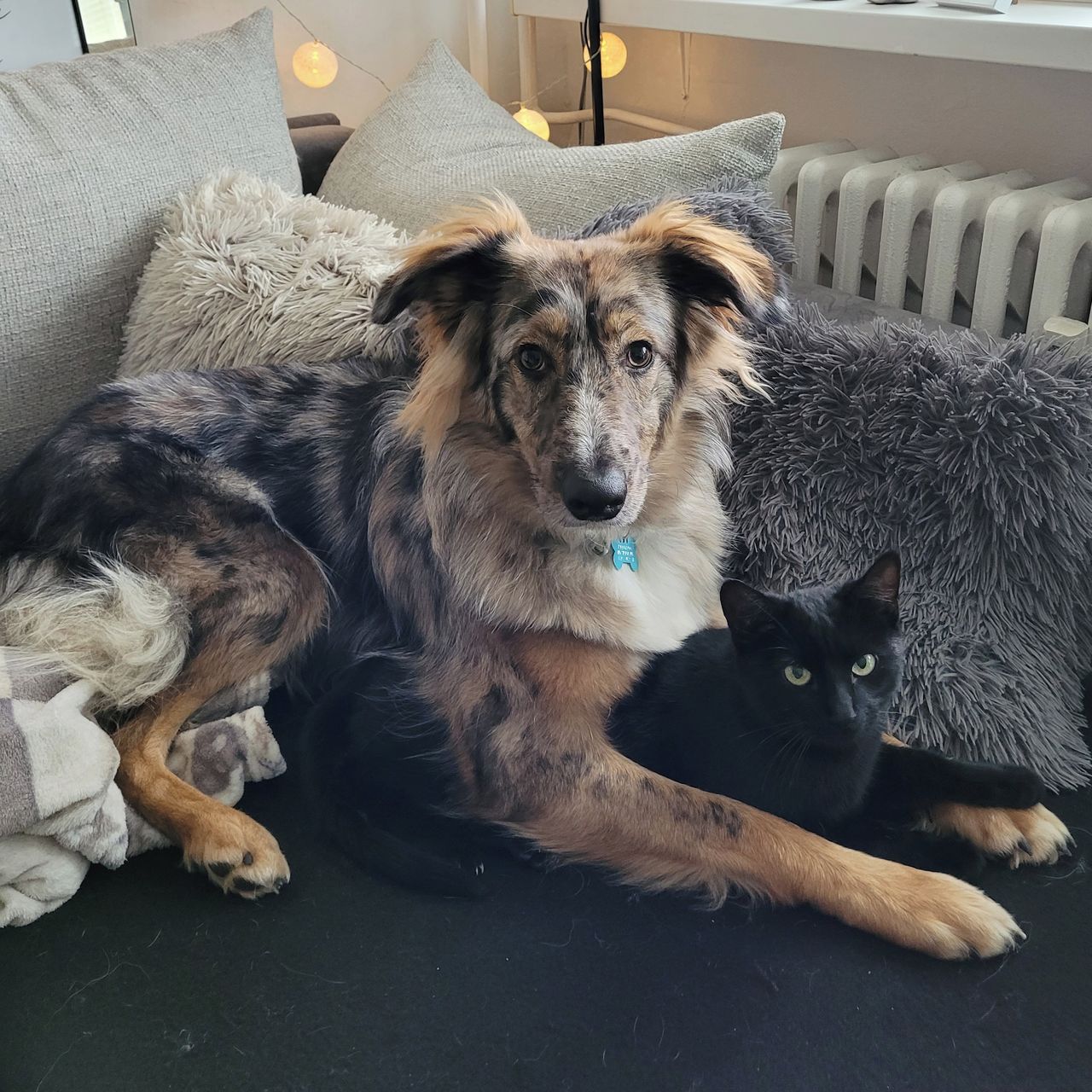 Soutěžní fotografie - Lexi,  Ostatní