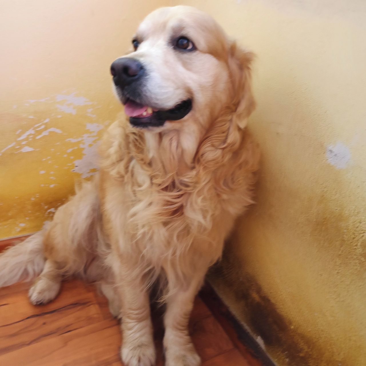 Soutěžní fotografie - Bady,  Zlatý retriever