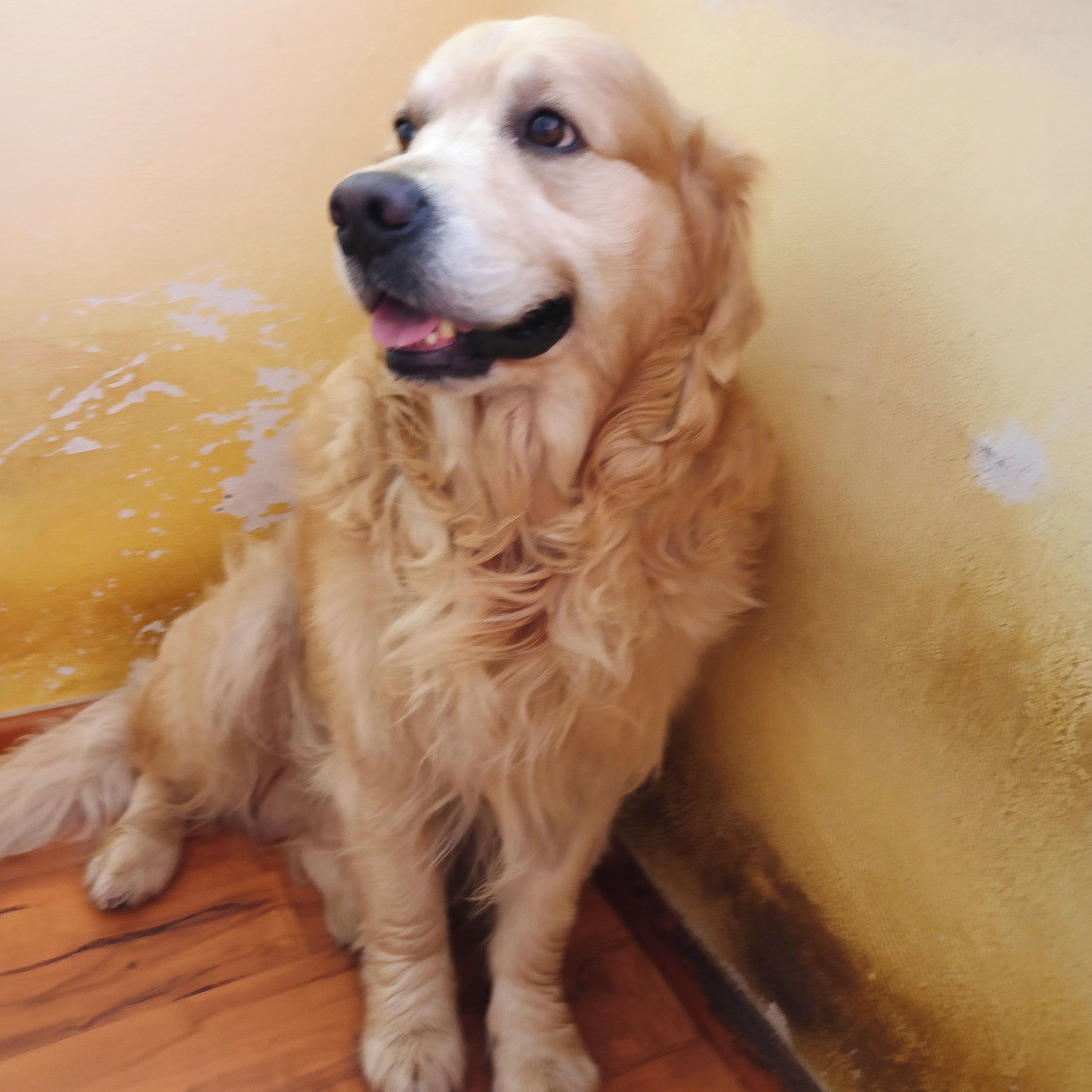 Soutěžní fotografie - Bady,  Zlatý retriever