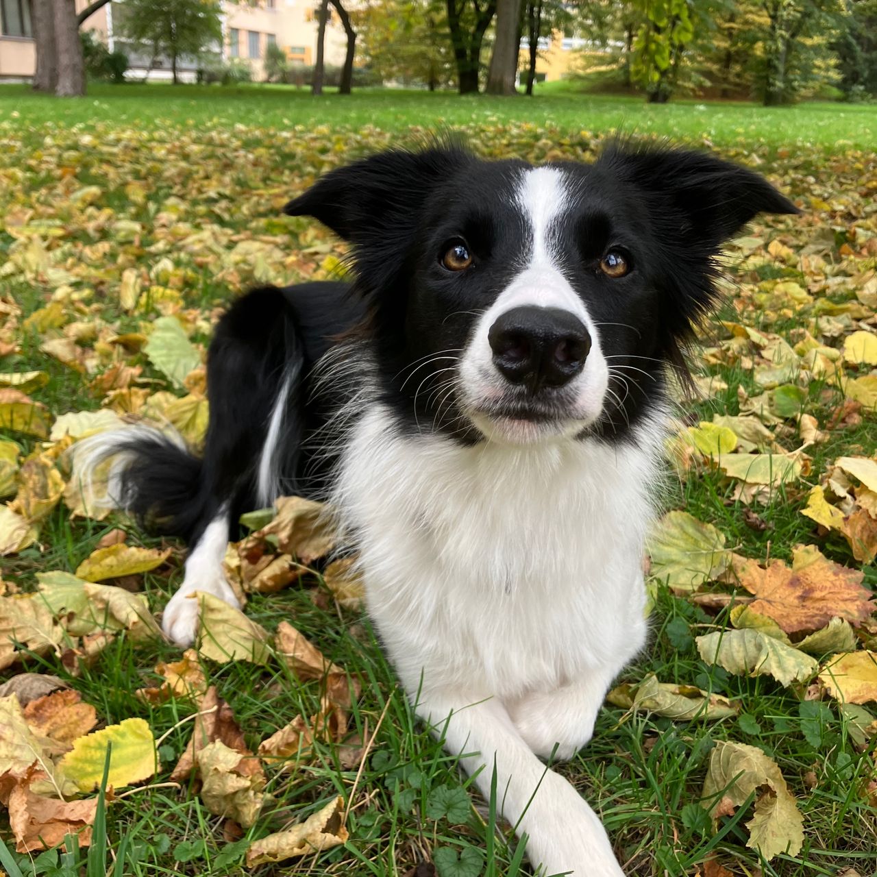 Soutěžní fotografie - Bella,  Border kolie