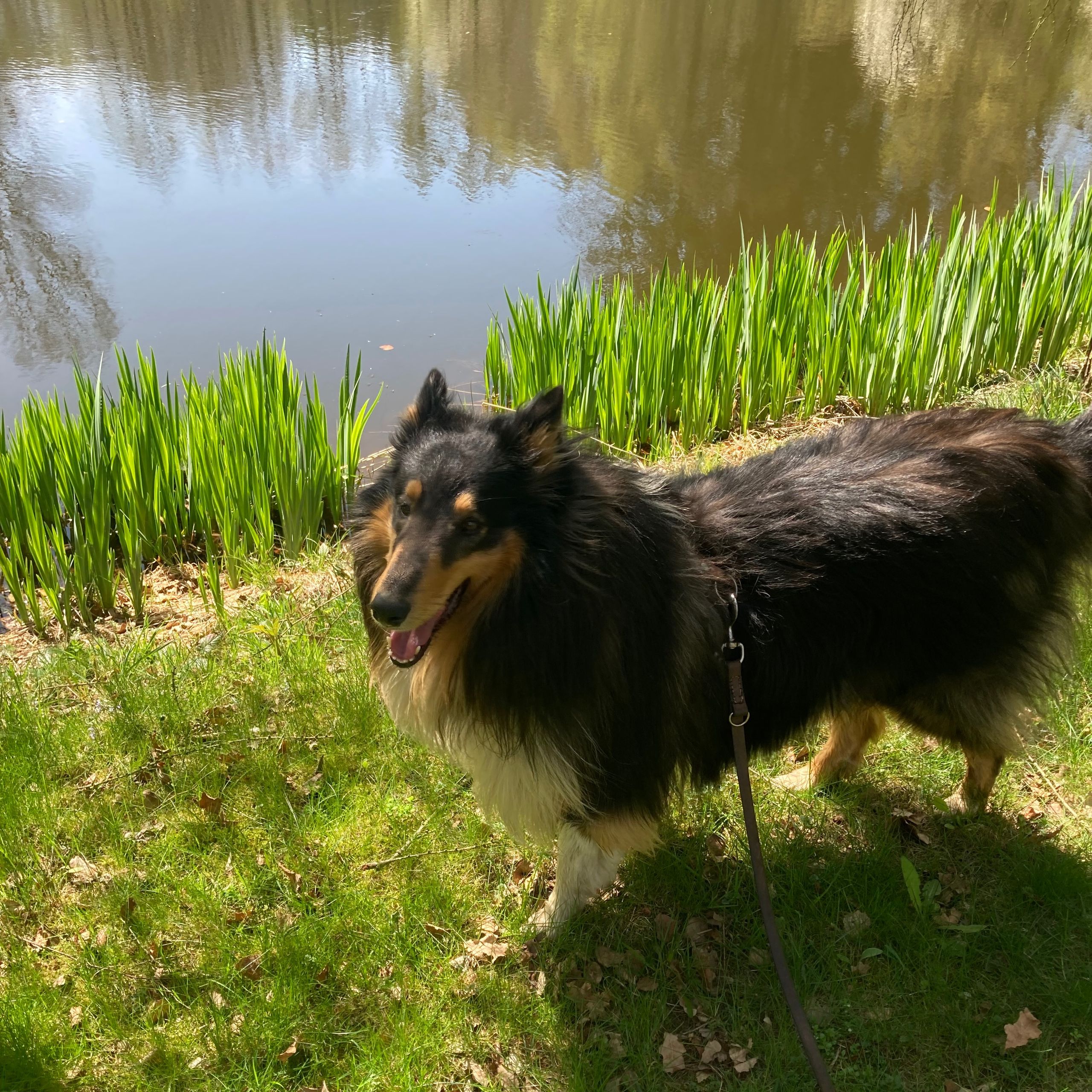 Soutěžní fotografie - Bob,  Kolie dlouhosrstá