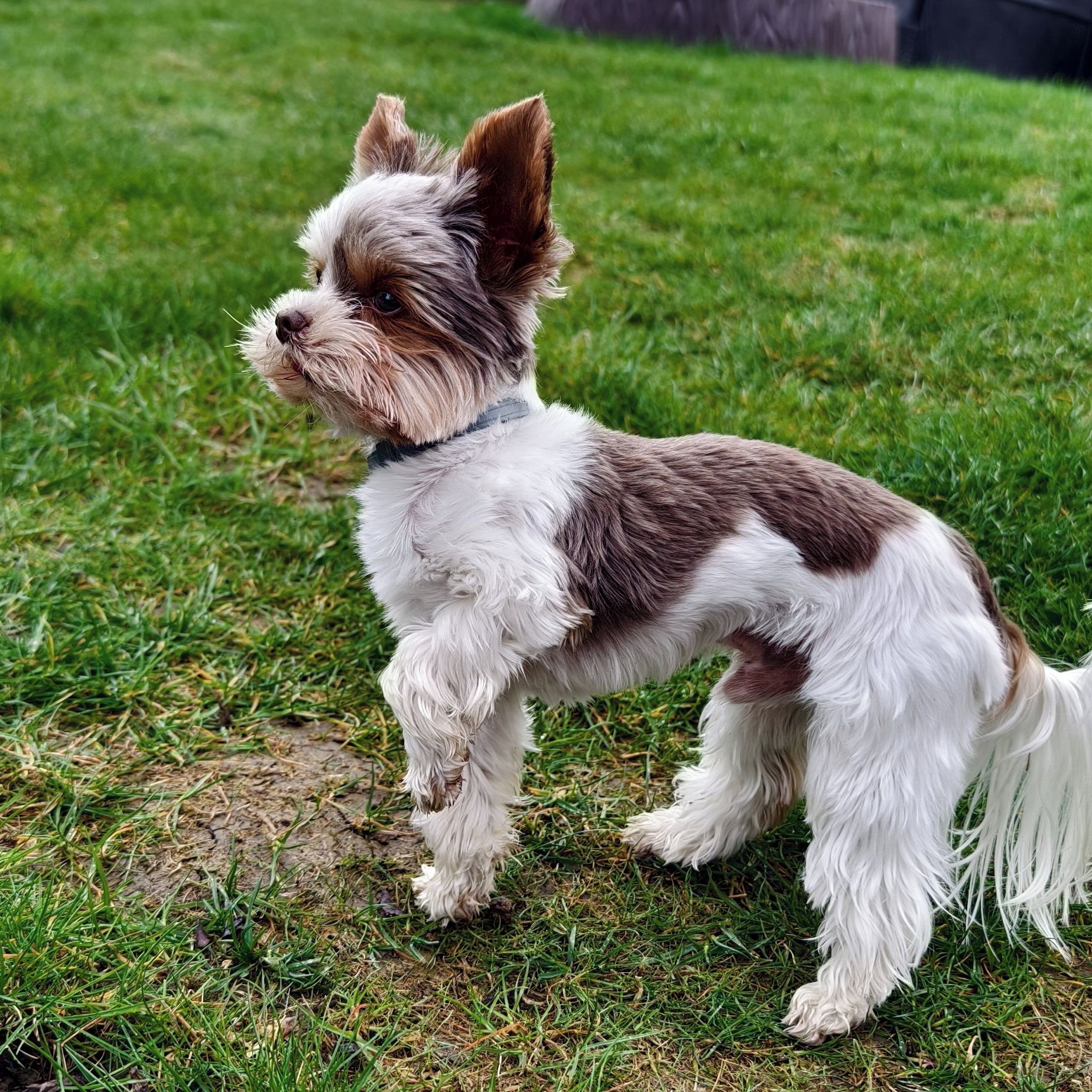 Soutěžní fotografie - Charlie,  Yorkšírský terier