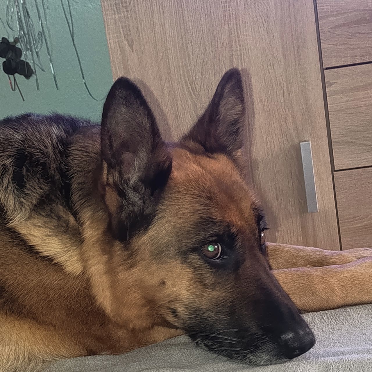 Soutěžní fotografie - Brita,  Německý ovčák