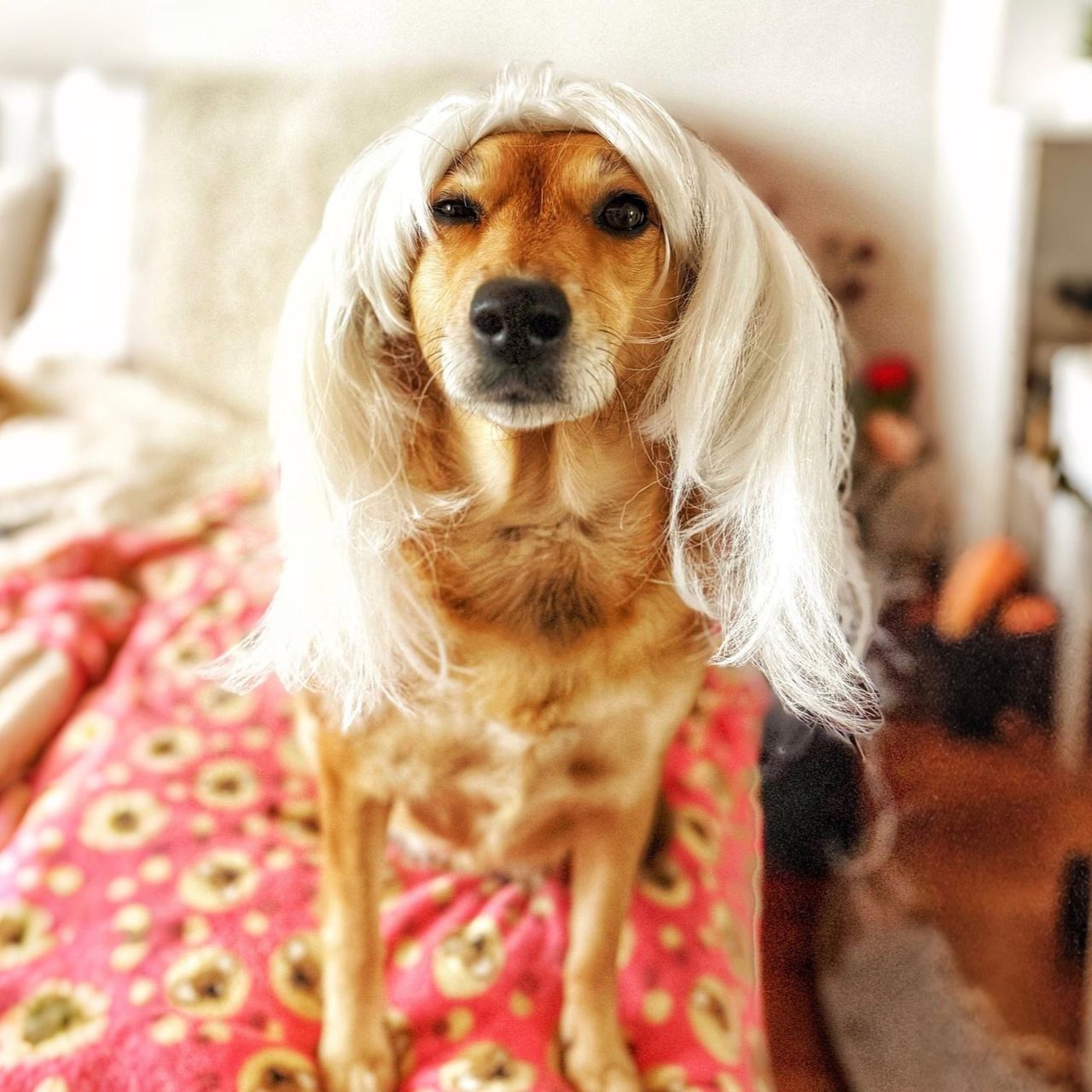 Soutěžní fotografie - Madla,  Ostatní