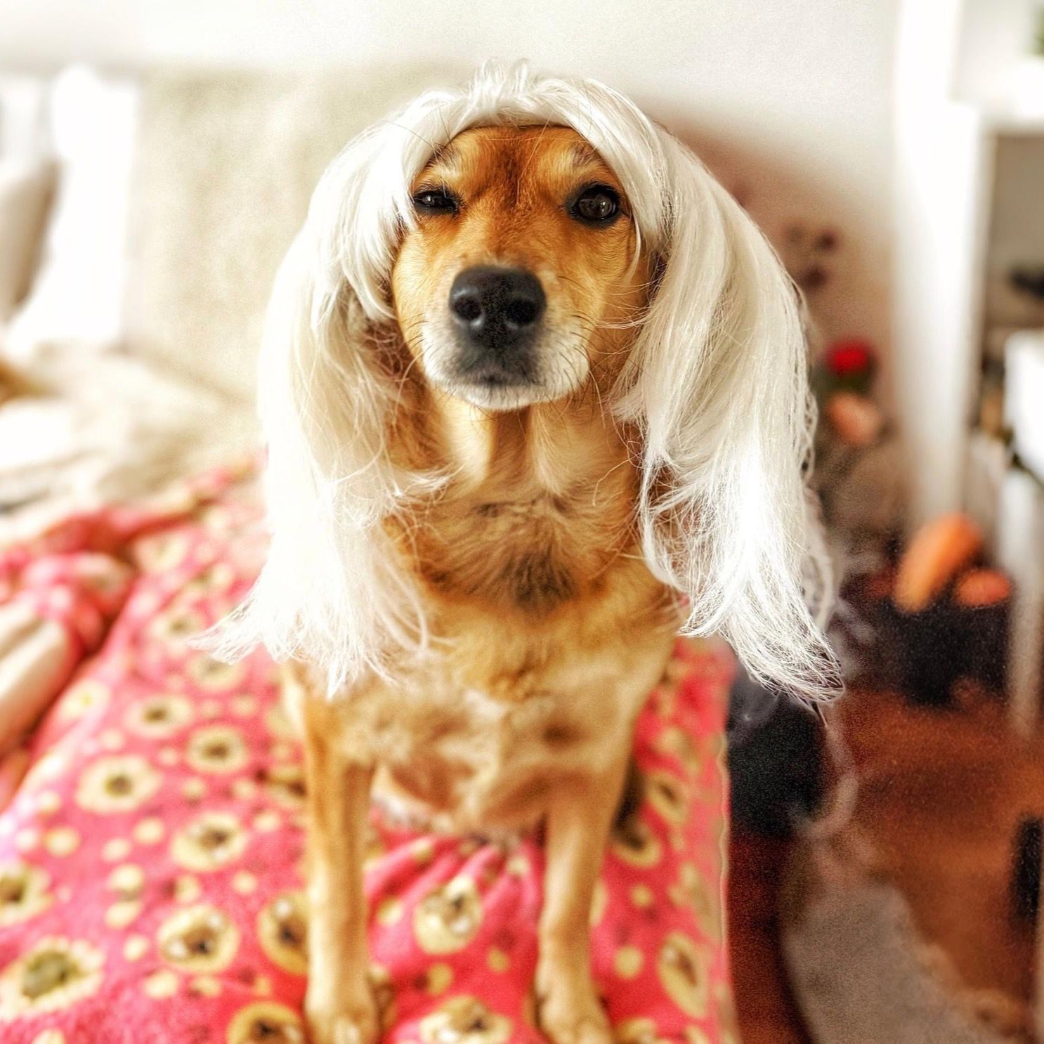 Soutěžní fotografie - Madla,  Ostatní