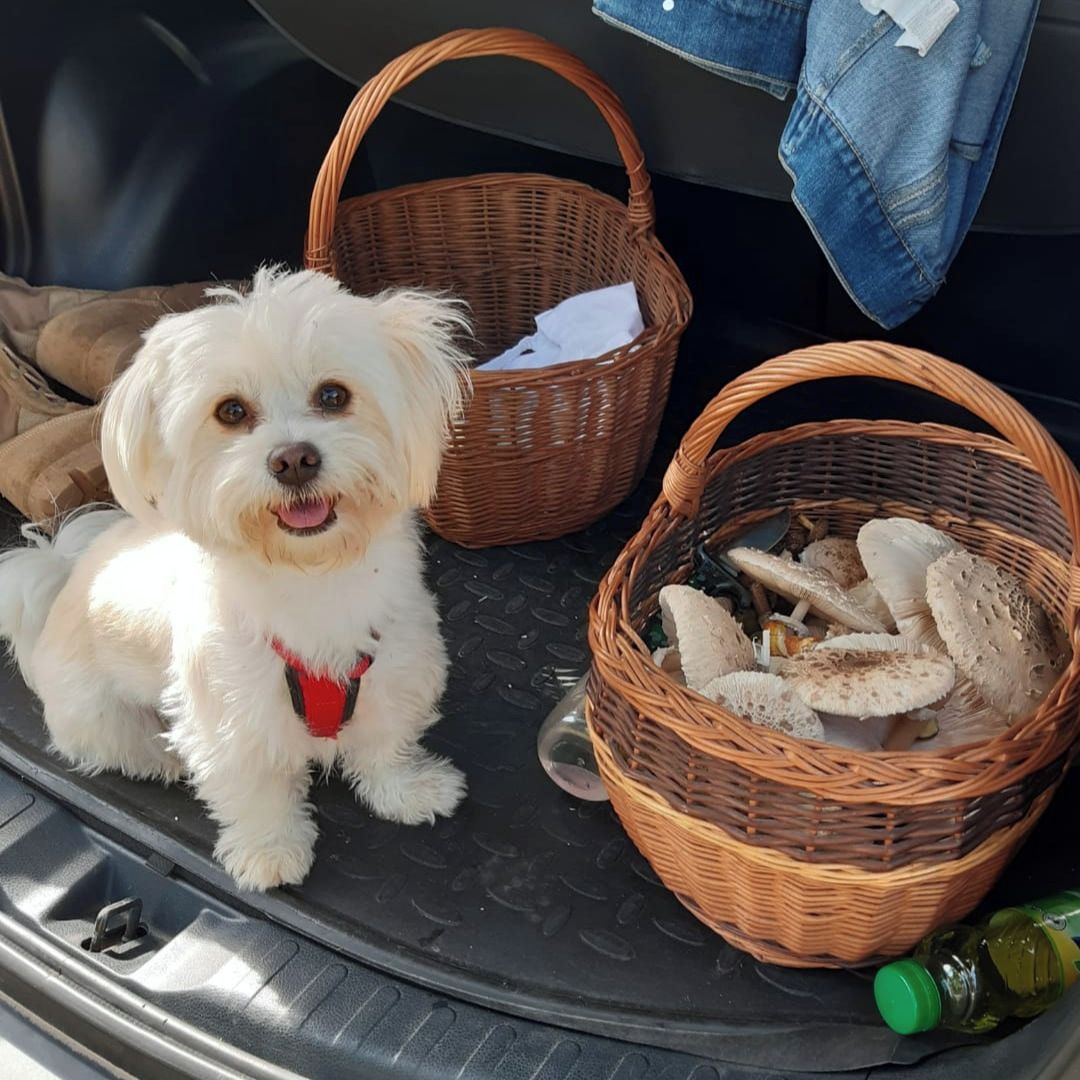 Soutěžní fotografie - Bella,  Maltézský psík